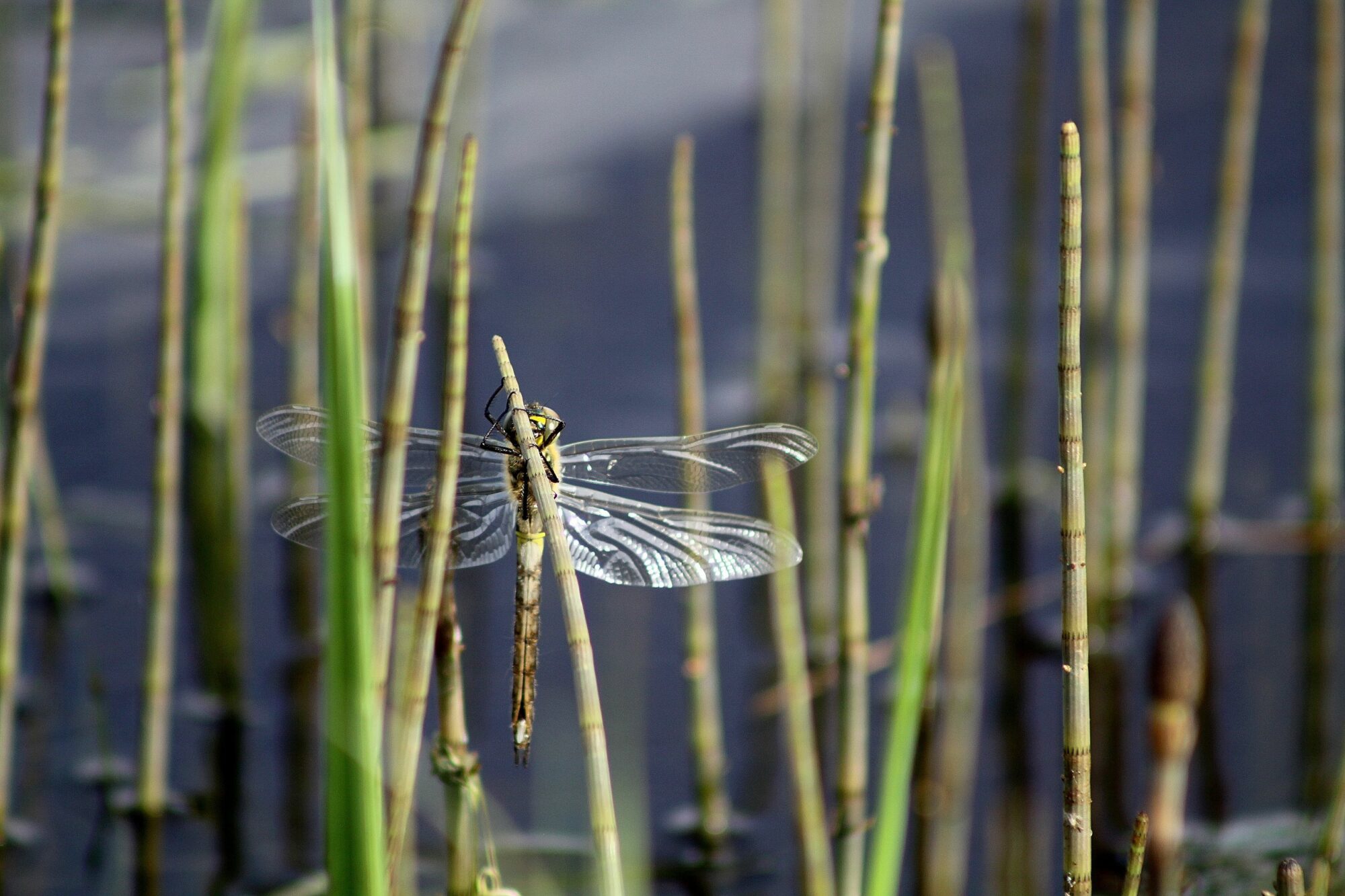 Valokuvaaja: Pirkko Siukonen