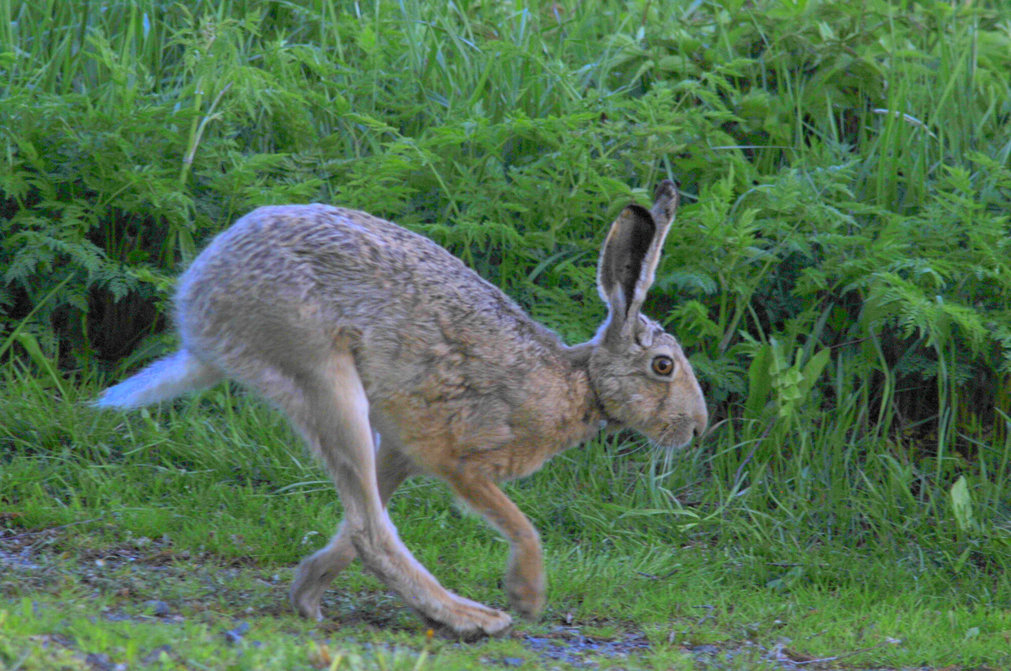 Valokuvaaja: Kaarlo Asikainen