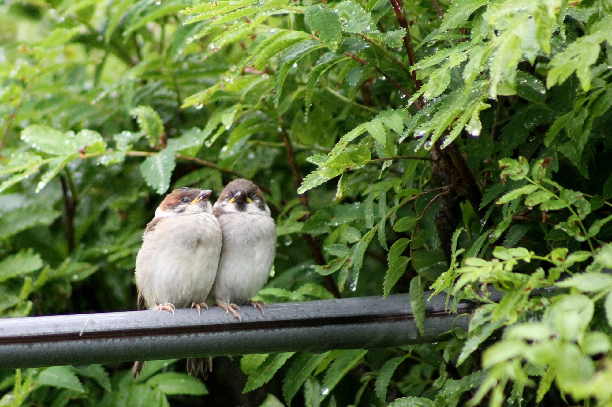 Valokuvaaja: Pirkko Siukonen