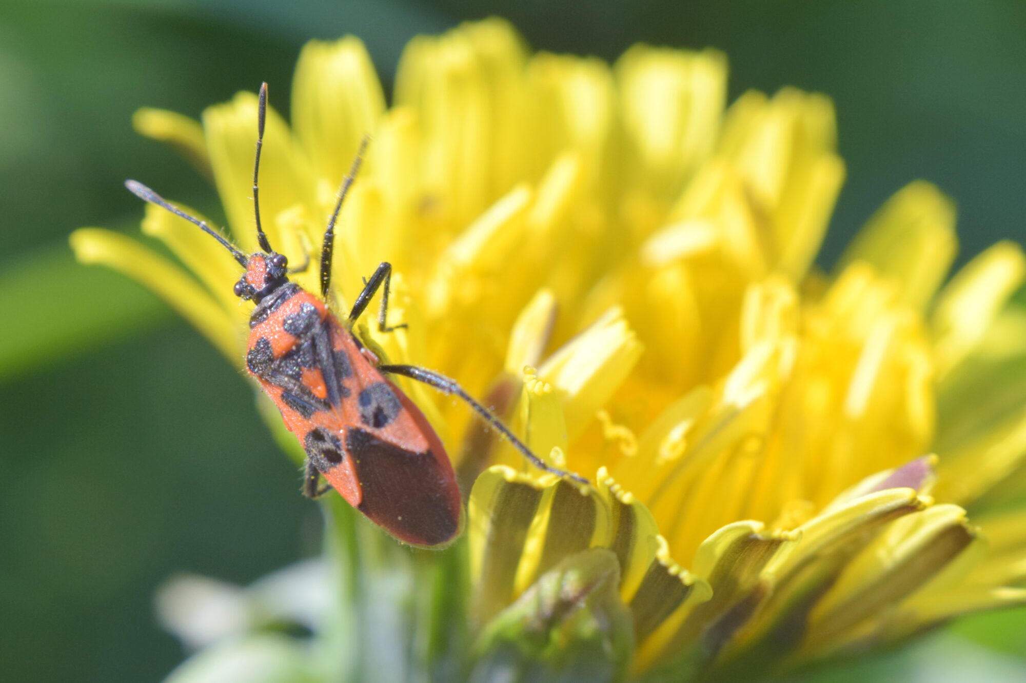 Valokuvaaja: Kaarlo Asikainen