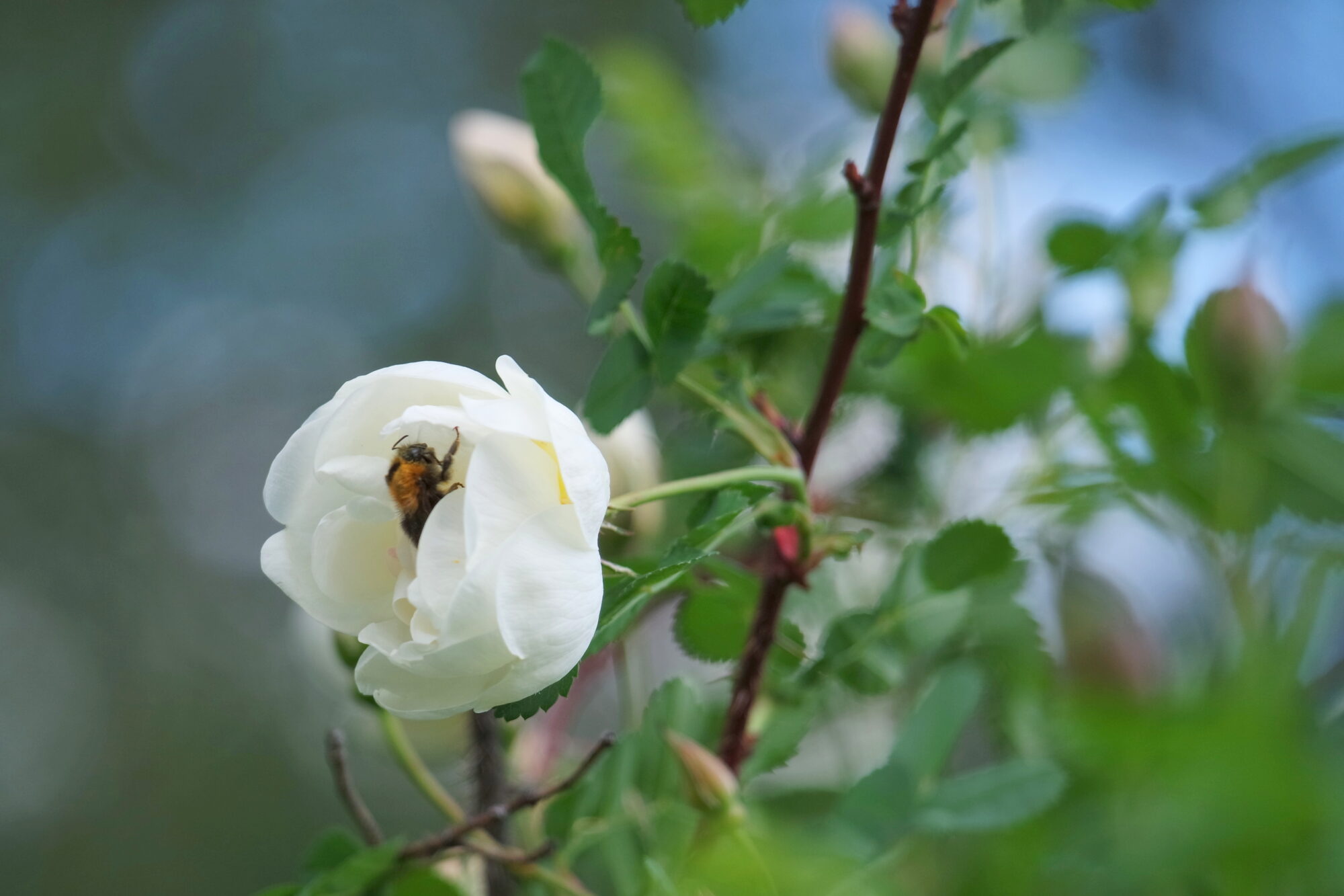 Valokuvaaja: Kaarlo Asikainen