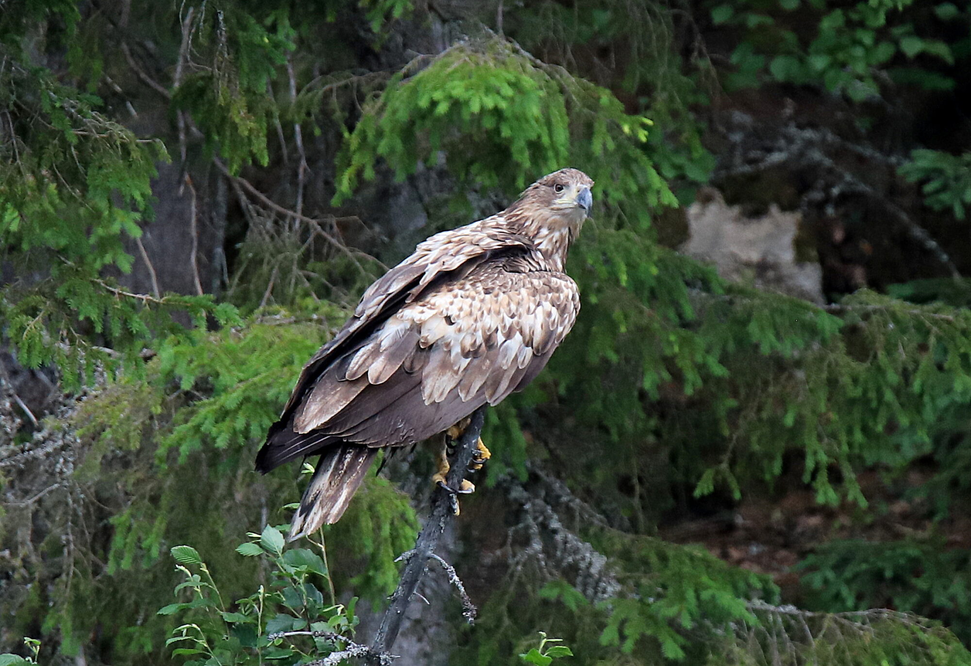 Valokuvaaja: sirpa jyske