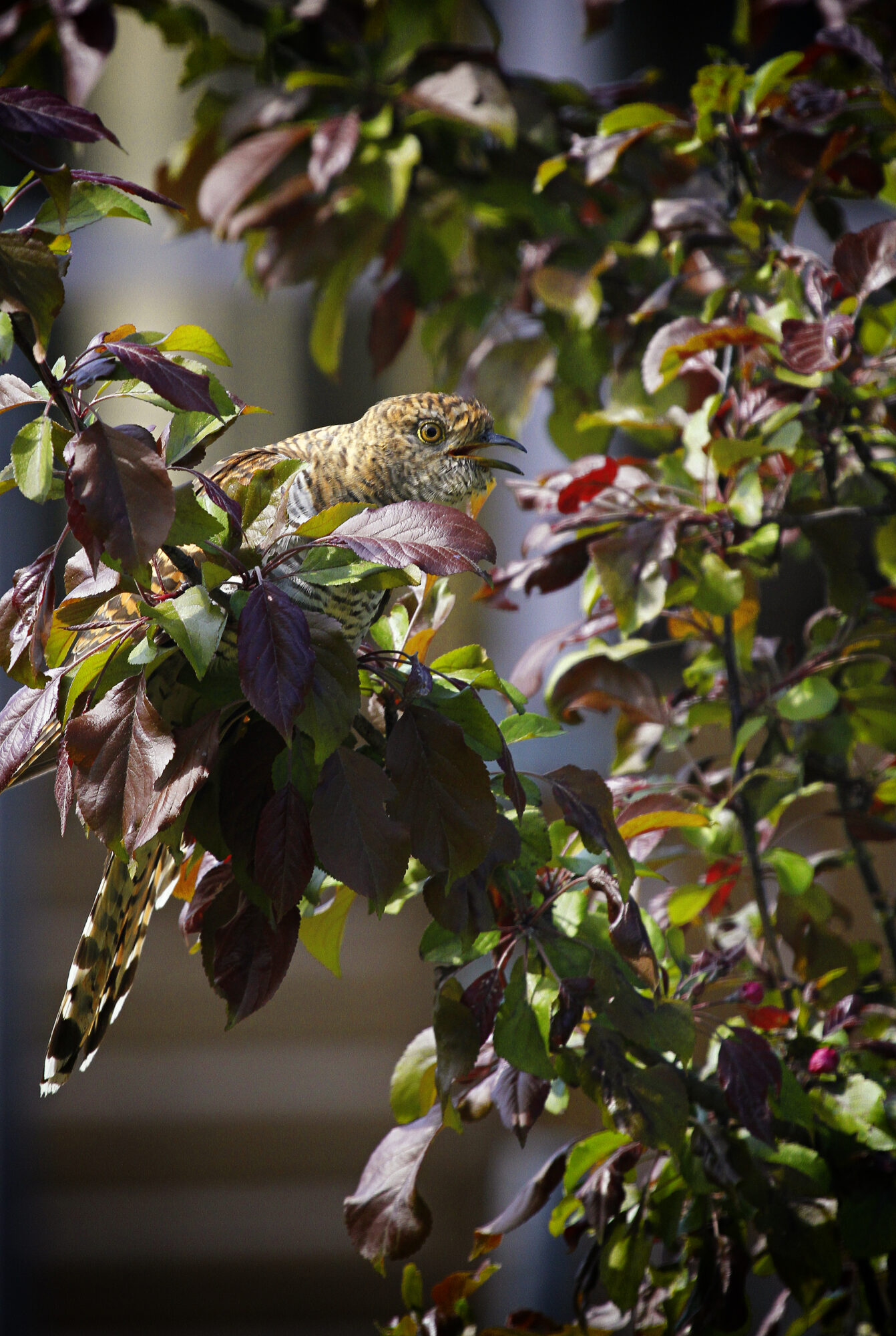 Valokuvaaja: Rami Huotari