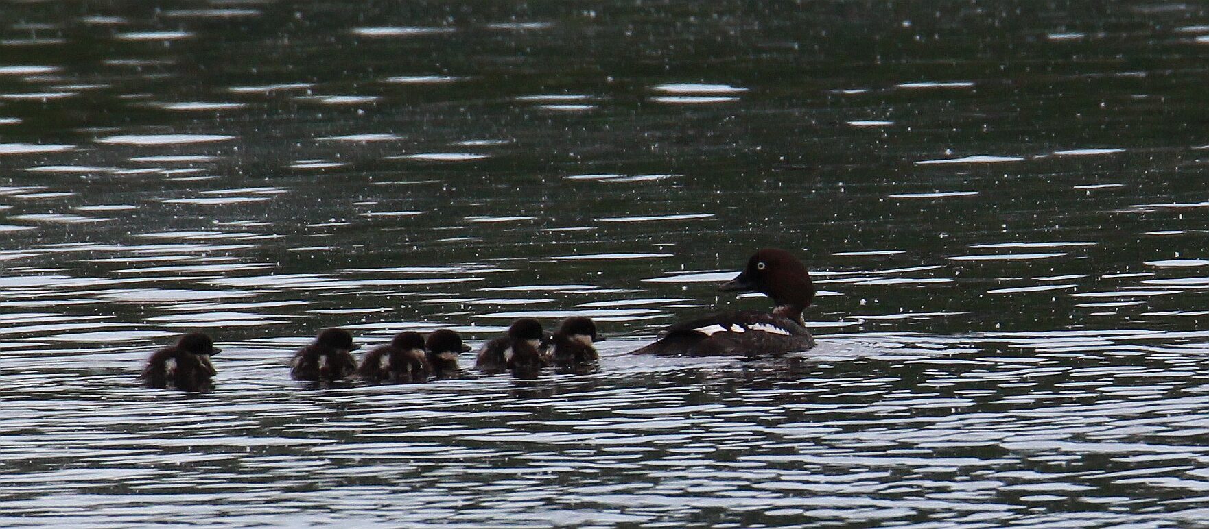 Valokuvaaja: Jaana Saarelainen Valokuvaaja: Jaana Saarelainen