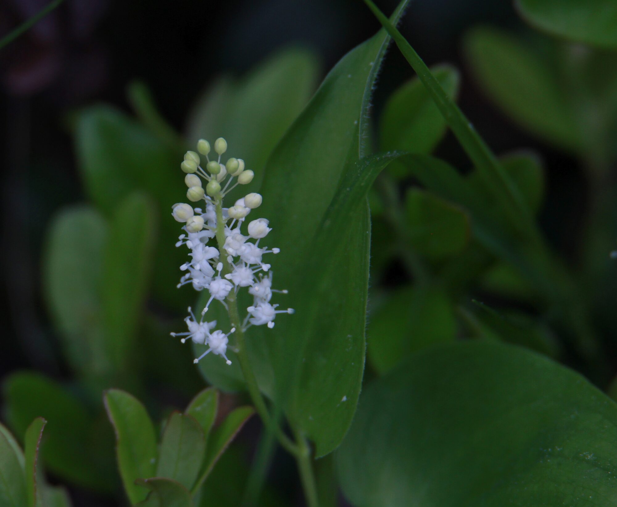Valokuvaaja: Jaana Saarelainen