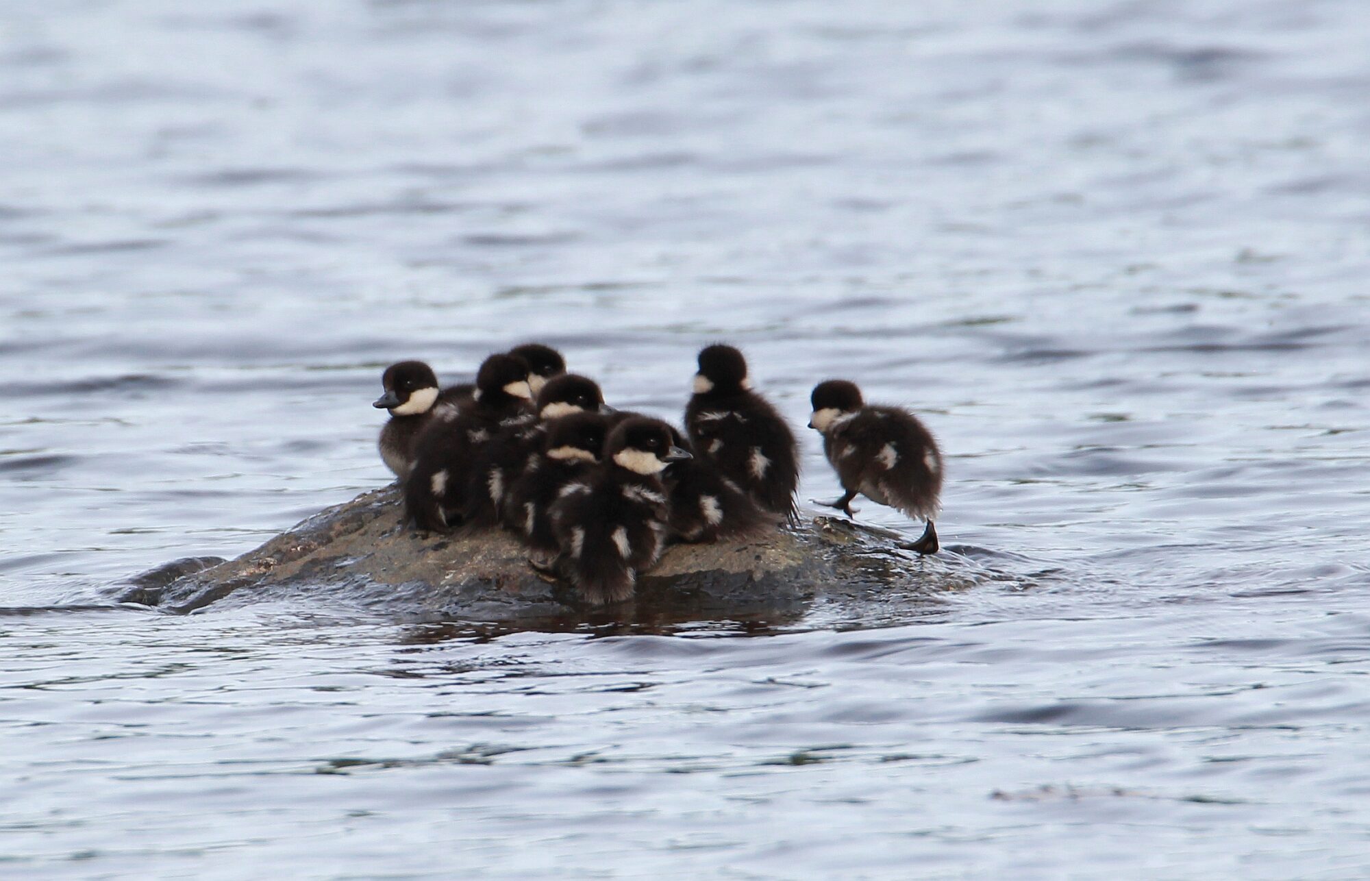 Valokuvaaja: Jaana Saarelainen