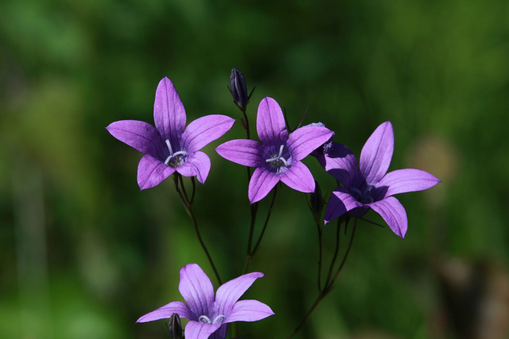 Valokuvaaja: Jaana Saarelainen
