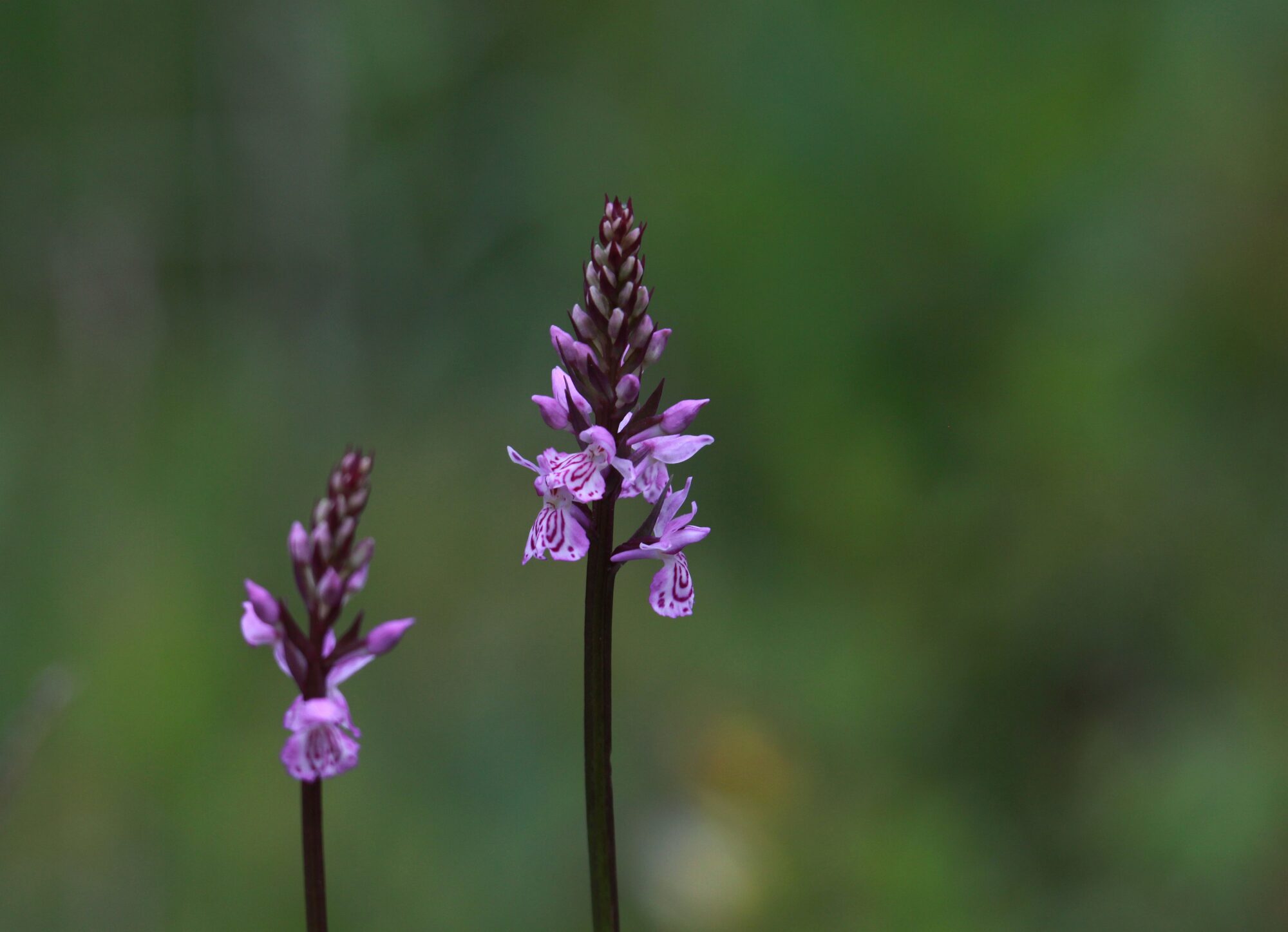 Valokuvaaja: Jaana Saarelainen Valokuvaaja: Jaana Saarelainen
