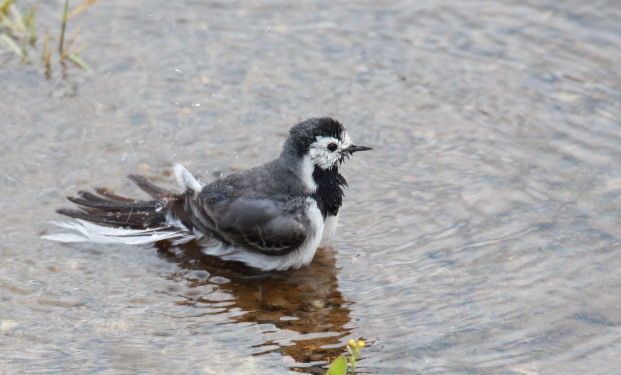 Valokuvaaja: Jaana Saarelainen Valokuvaaja: Jaana Saarelainen