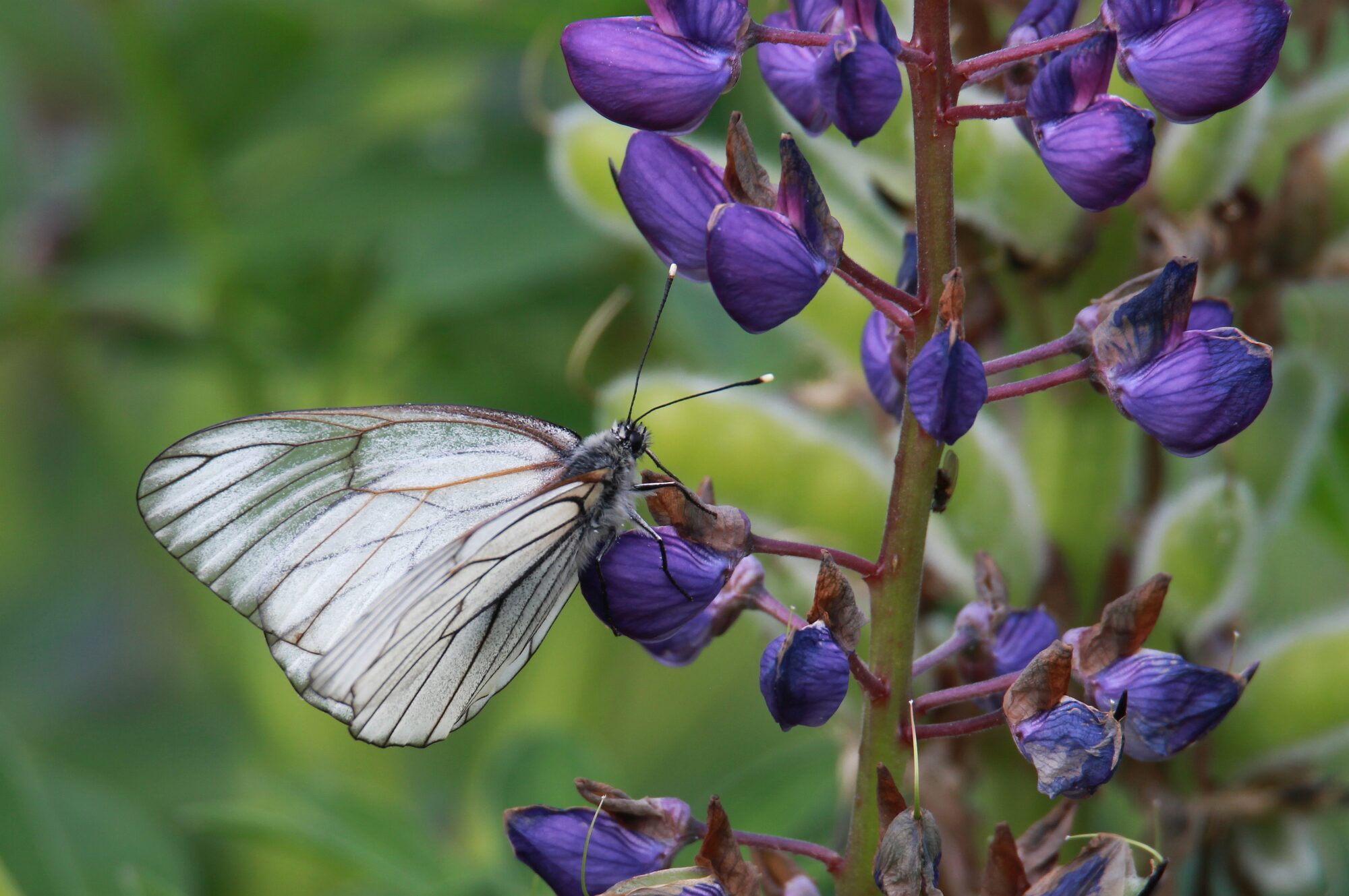 Valokuvaaja: Jaana Saarelainen