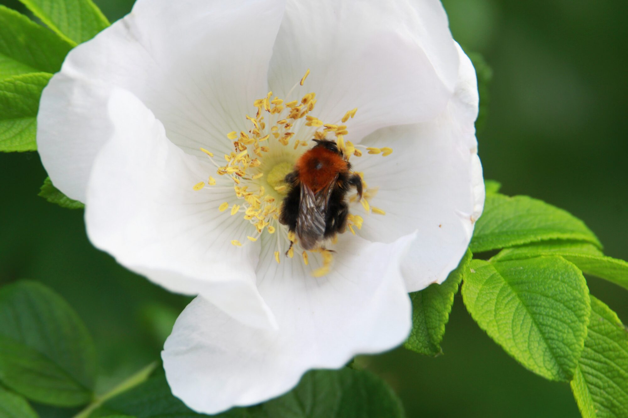 Valokuvaaja: Jaana Saarelainen