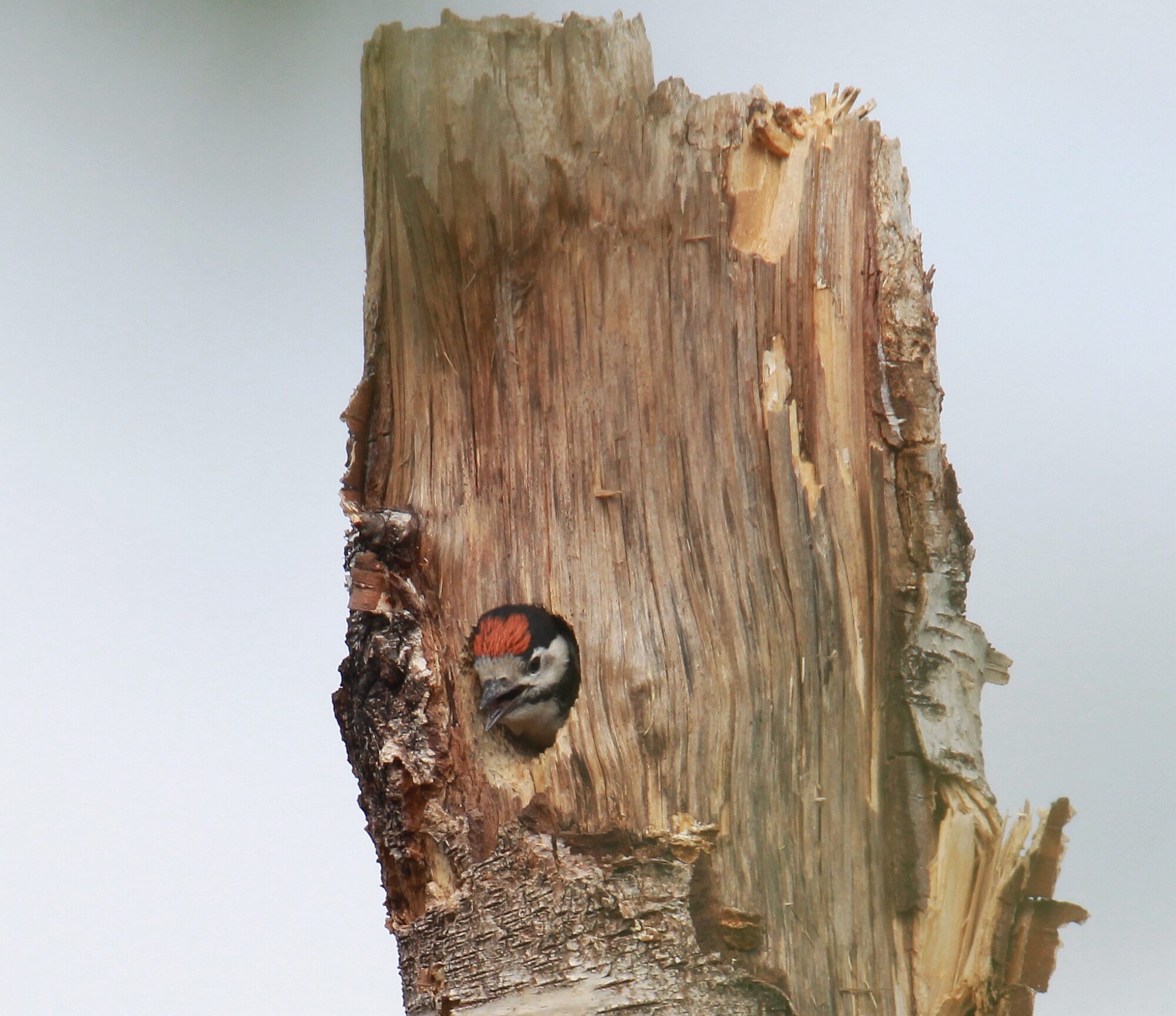 Valokuvaaja: Jaana Saarelainen