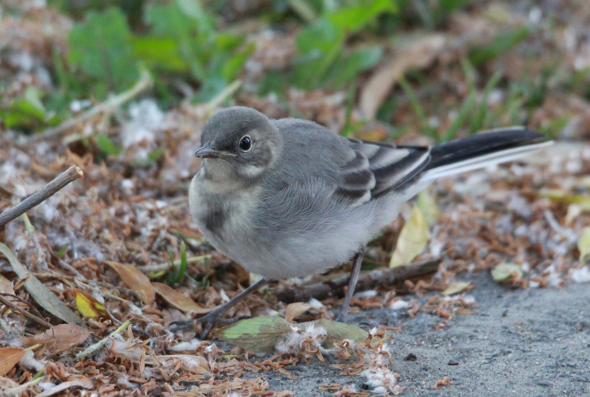 Valokuvaaja: Jaana Saarelainen