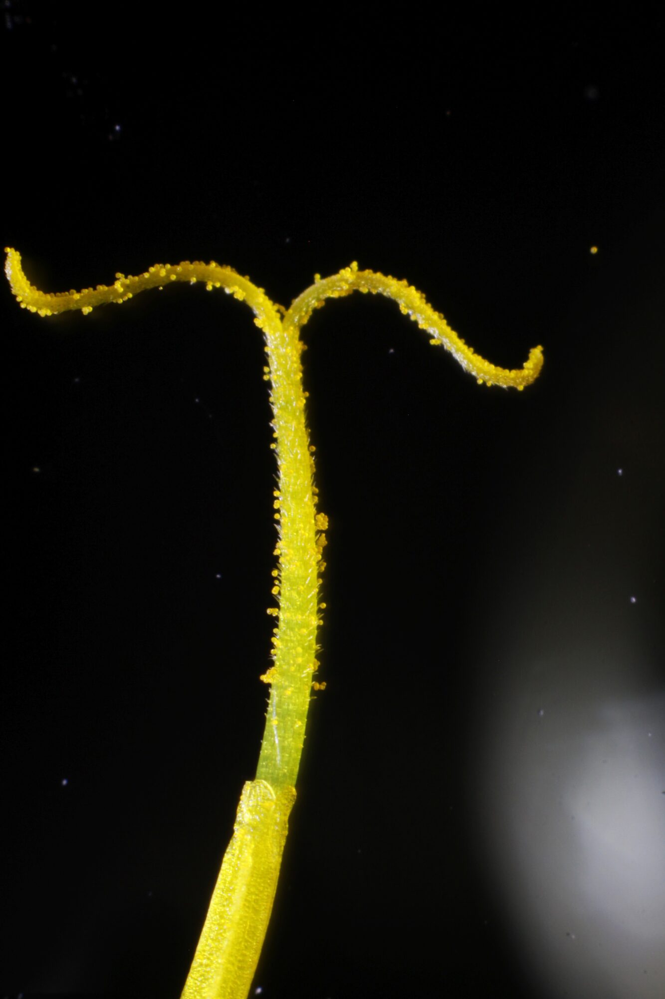 Valokuvaaja: Jaana Saarelainen