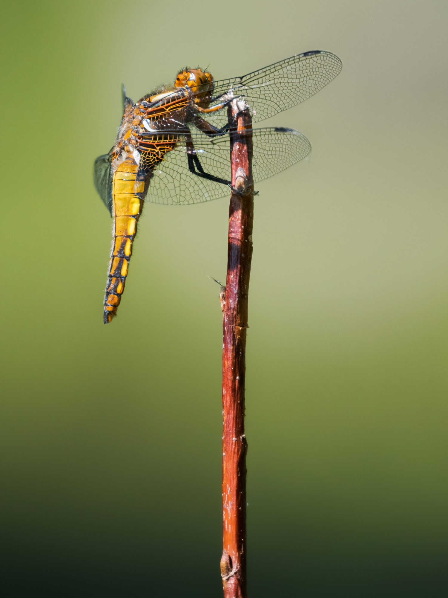 Valokuvaaja: Risto Lavi