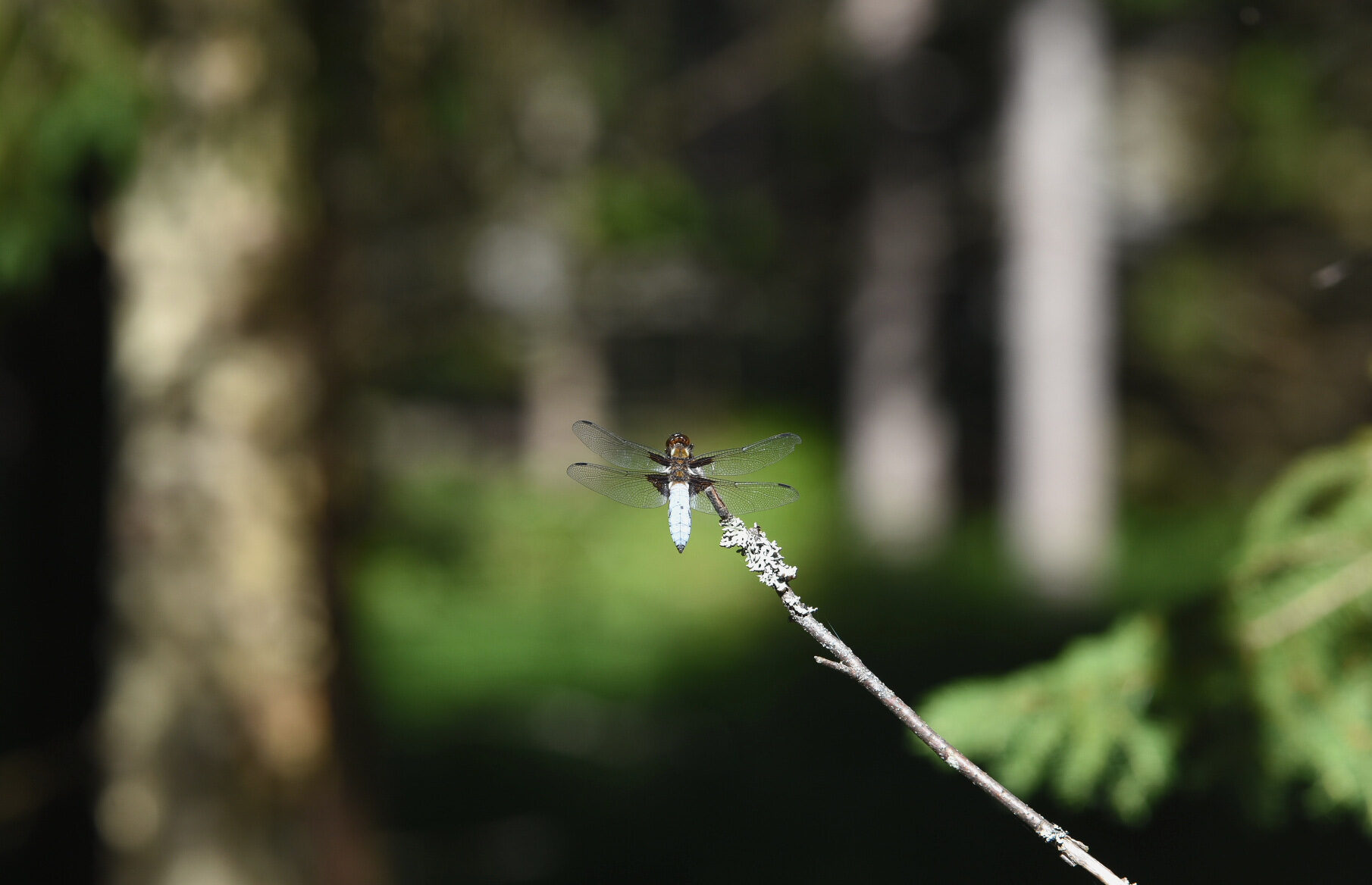 Valokuvaaja: Antti Kaskinen Valokuvaaja: Antti Kaskinen