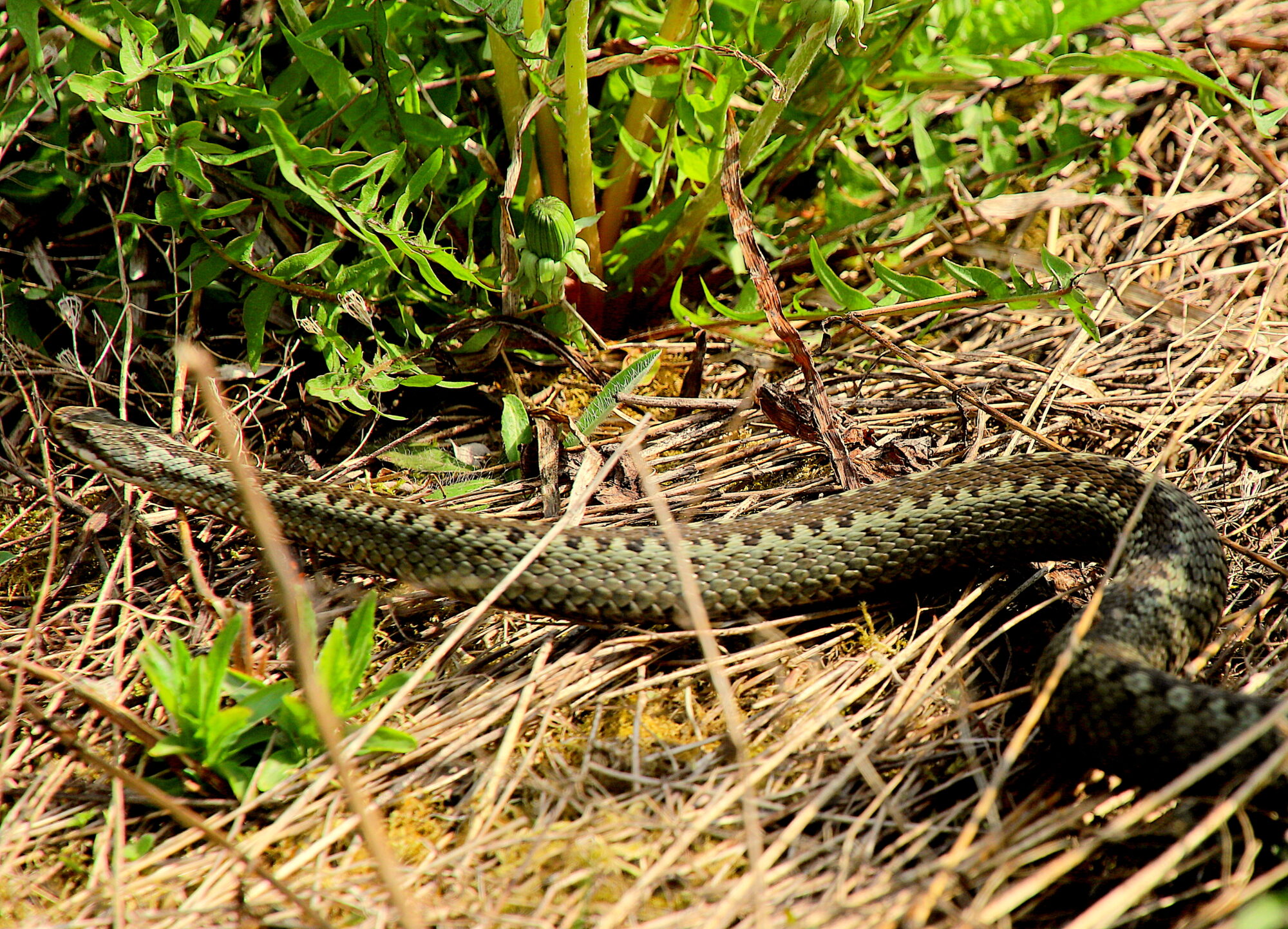 Valokuvaaja: sirpa jyske Valokuvaaja: sirpa jyske