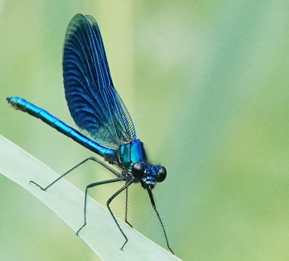Valokuvaaja: Timo Lehtonen