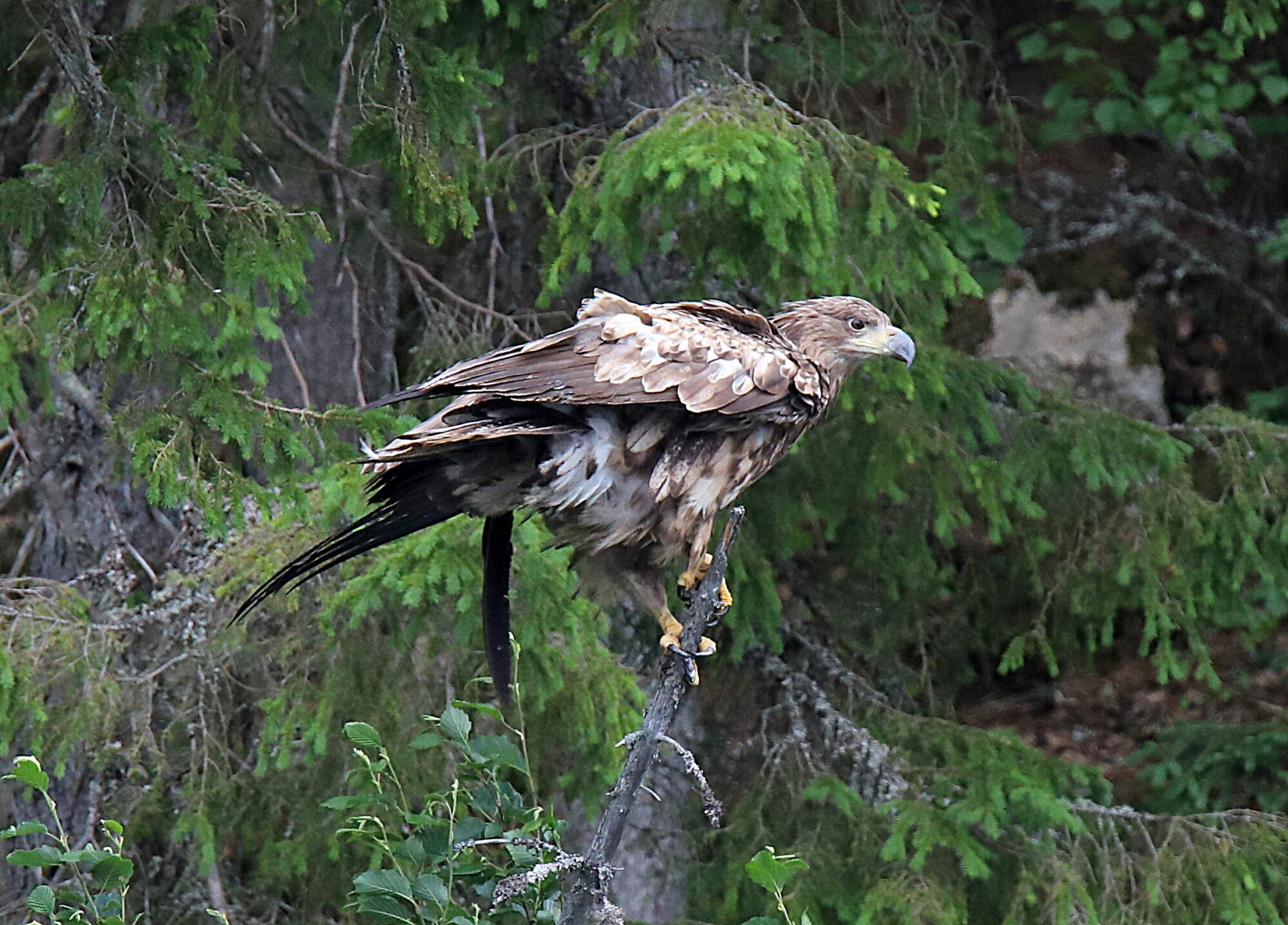 Valokuvaaja: sirpa jyske