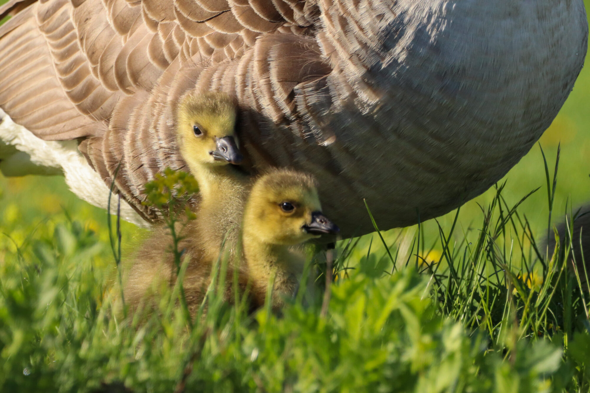 Valokuvaaja: Mari Saksola