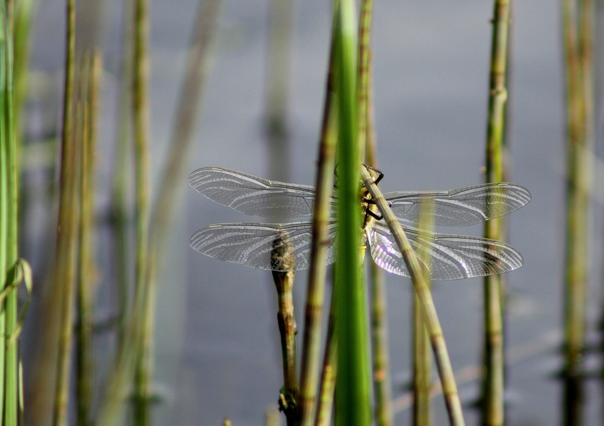 Valokuvaaja: Pirkko Siukonen
