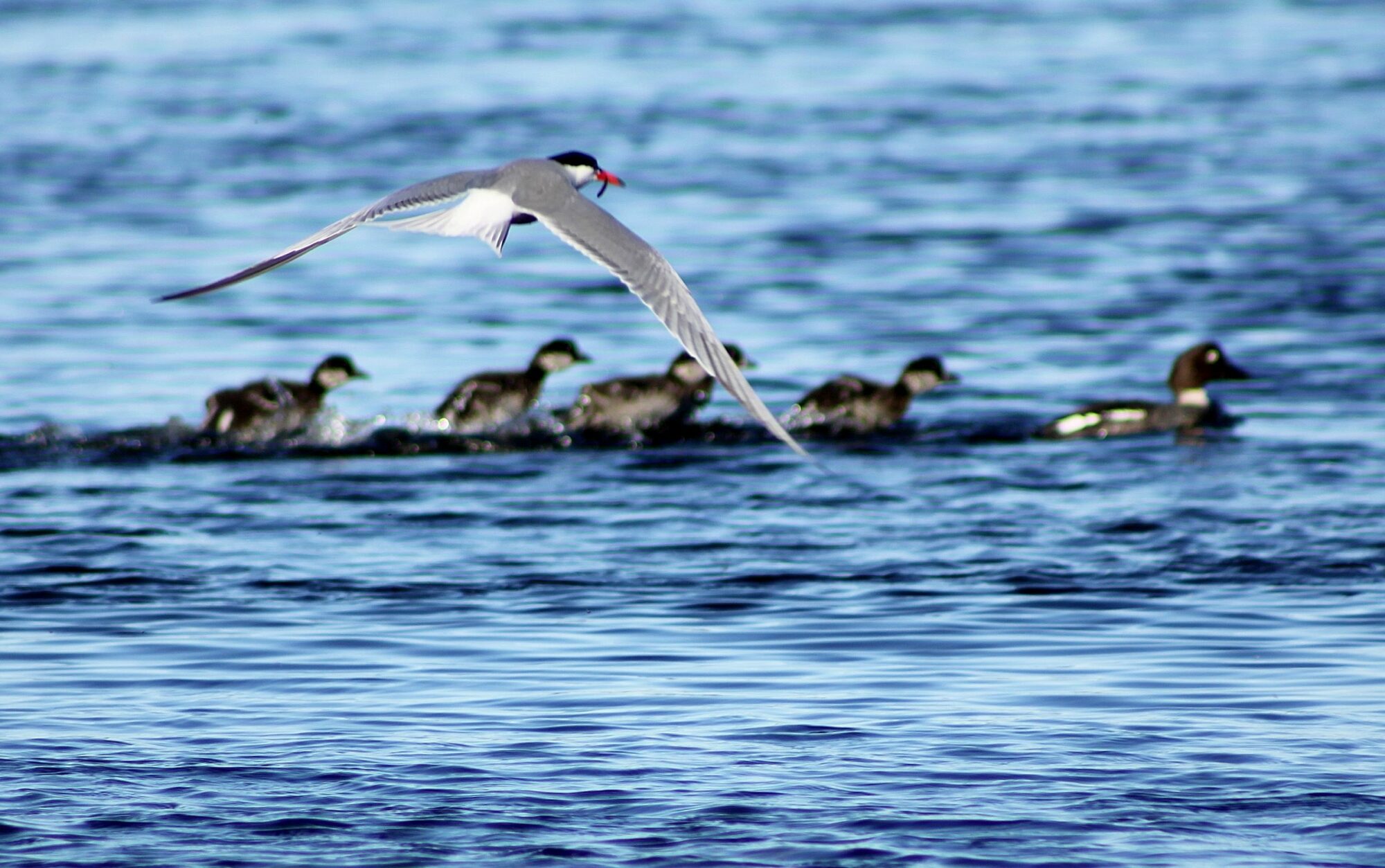 Valokuvaaja: Pirkko Siukonen