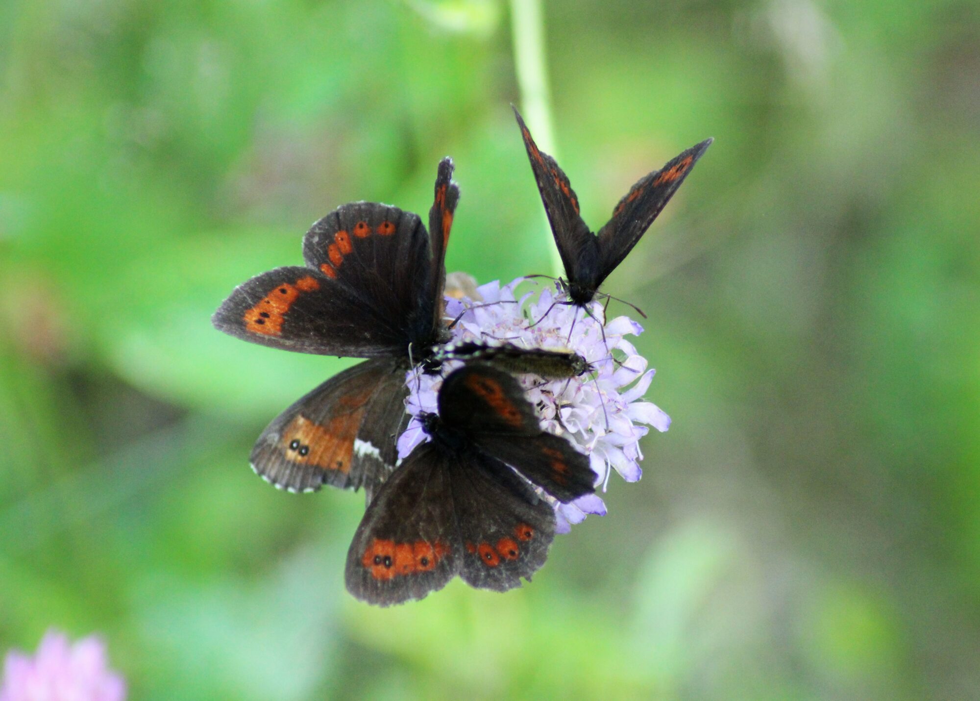 Valokuvaaja: Leena Hynninen