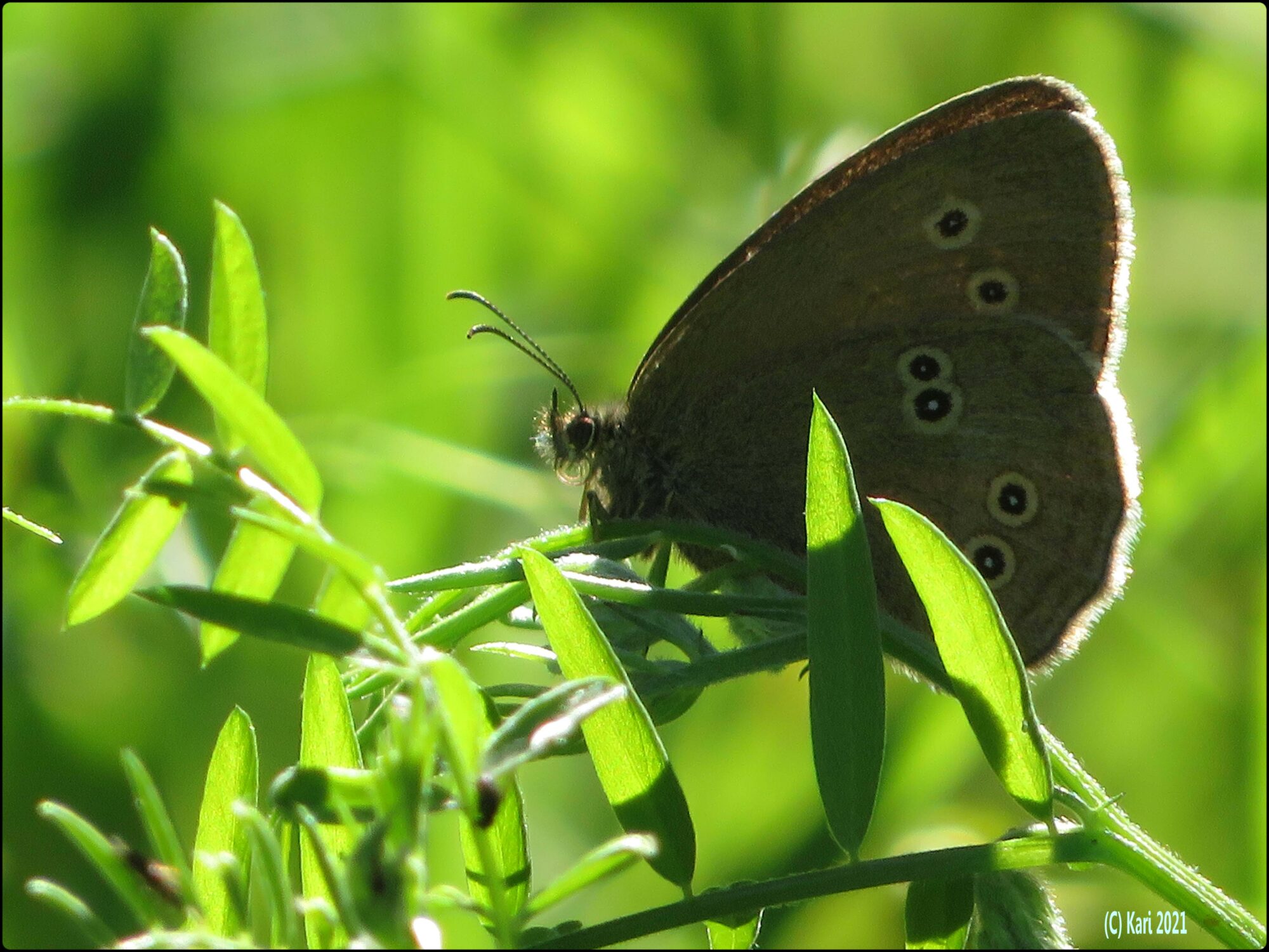 Valokuvaaja: Kari Saarinen