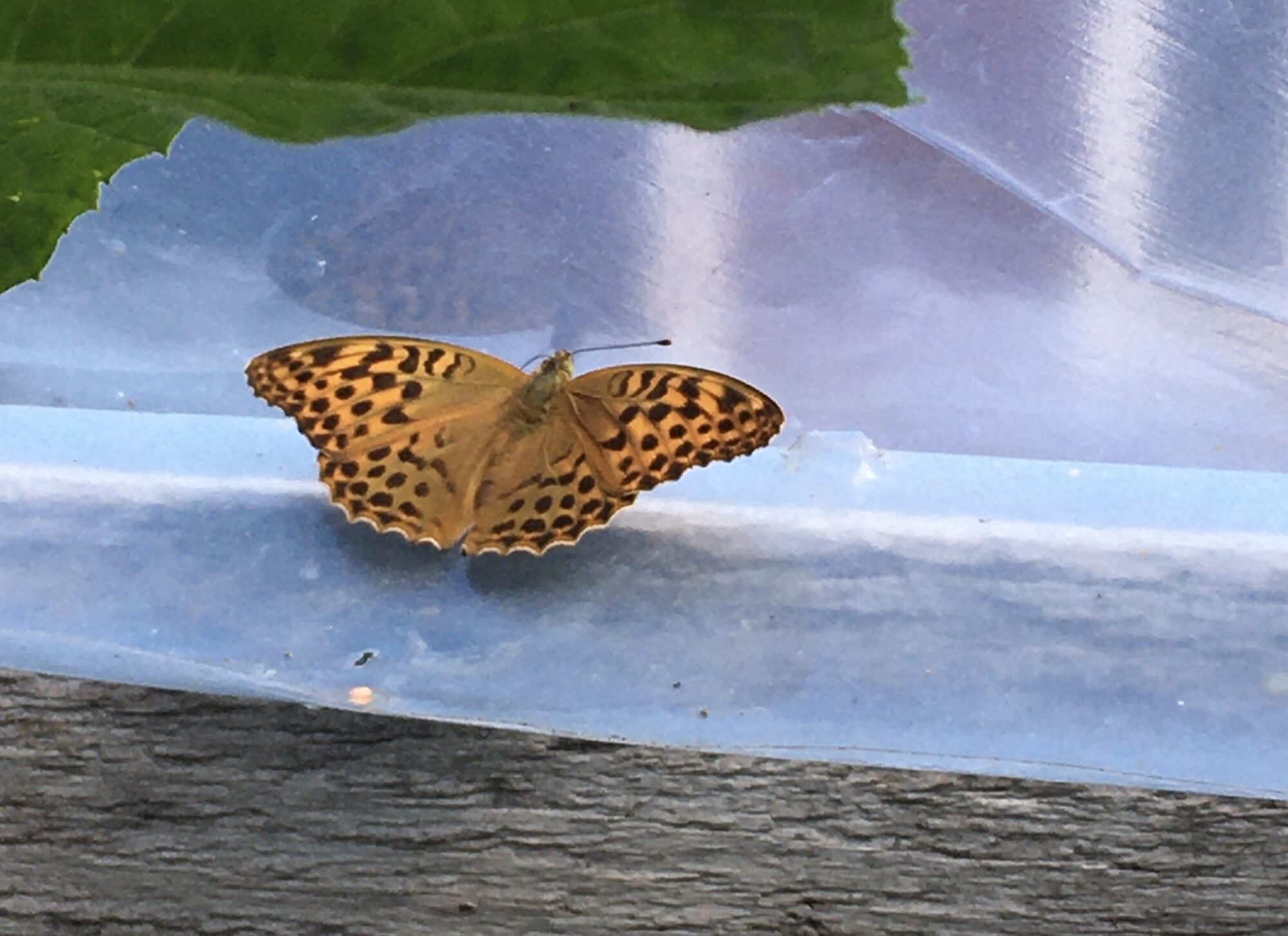 Valokuvaaja: Elli Kempas