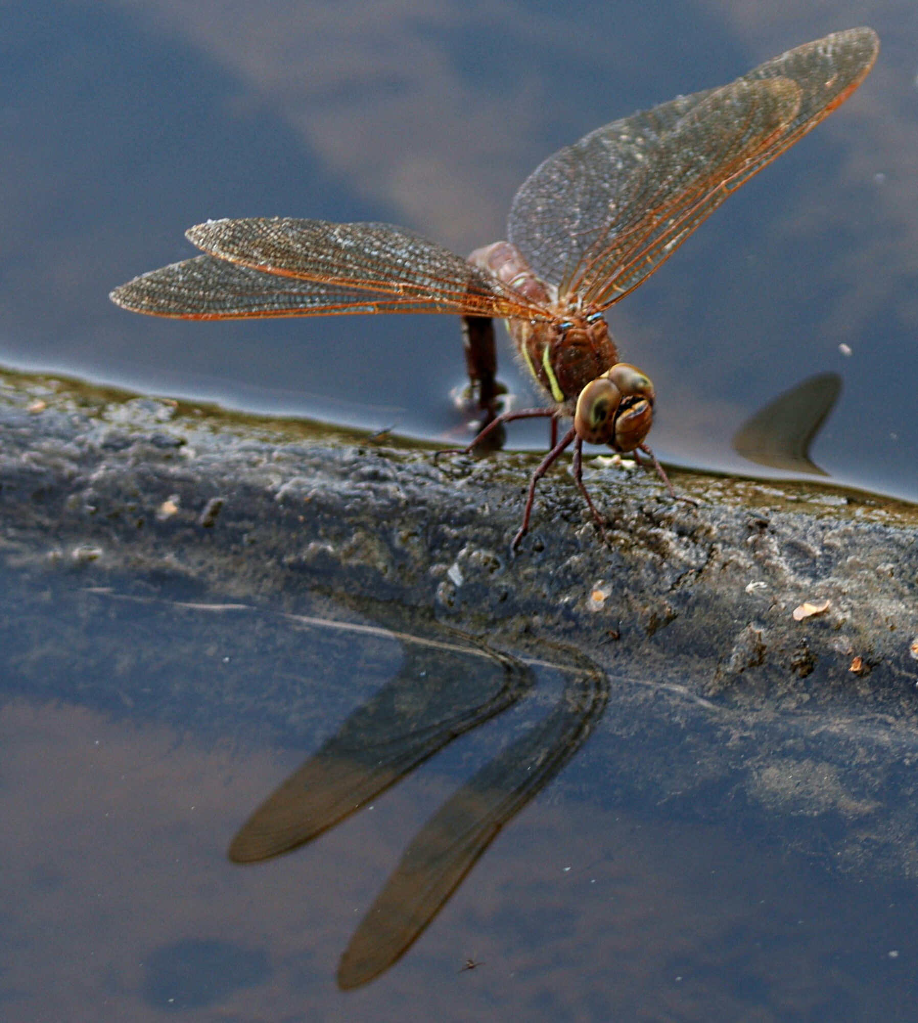 Valokuvaaja: Ritva Nieminen