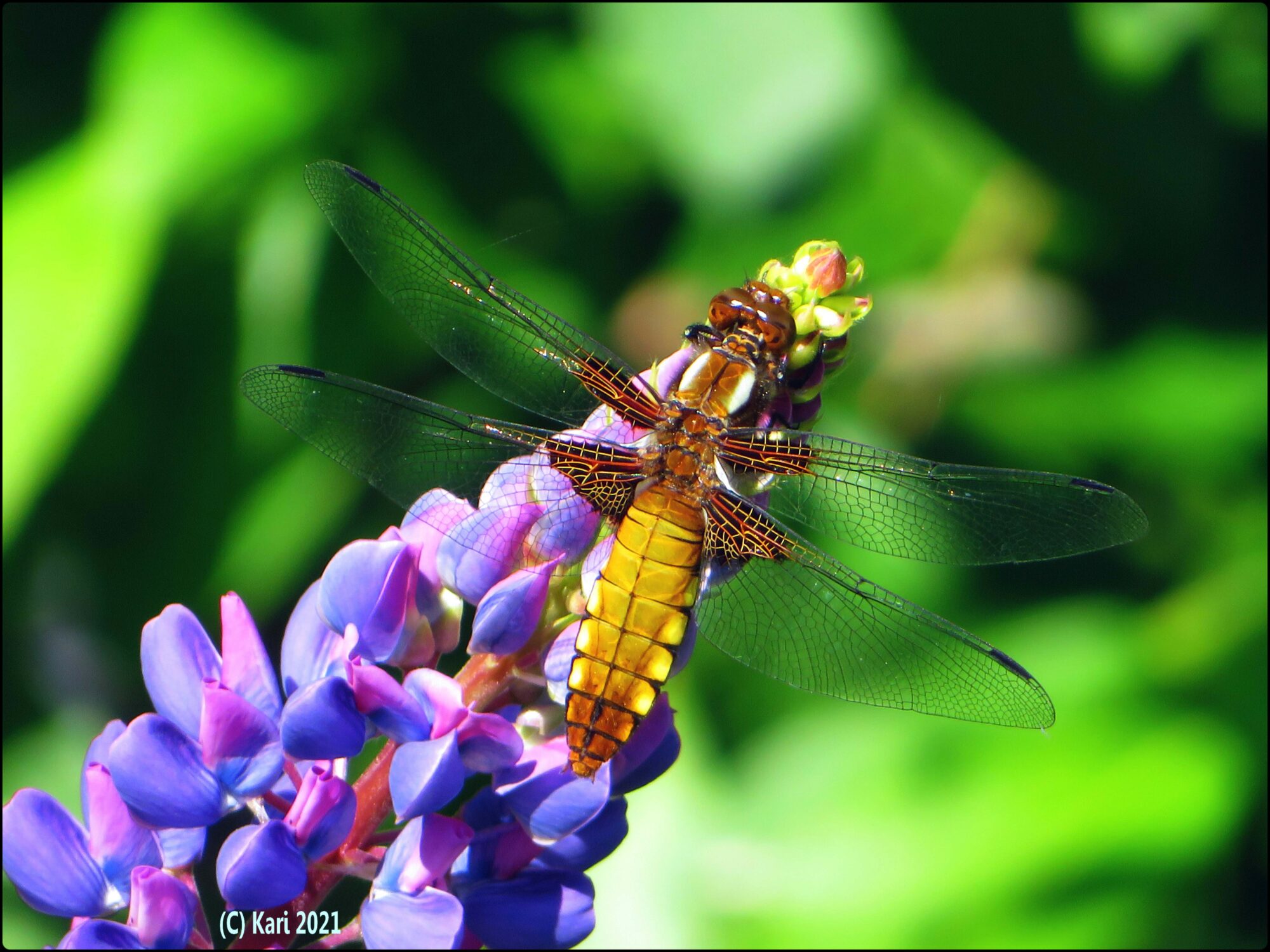 Valokuvaaja: Kari Saarinen