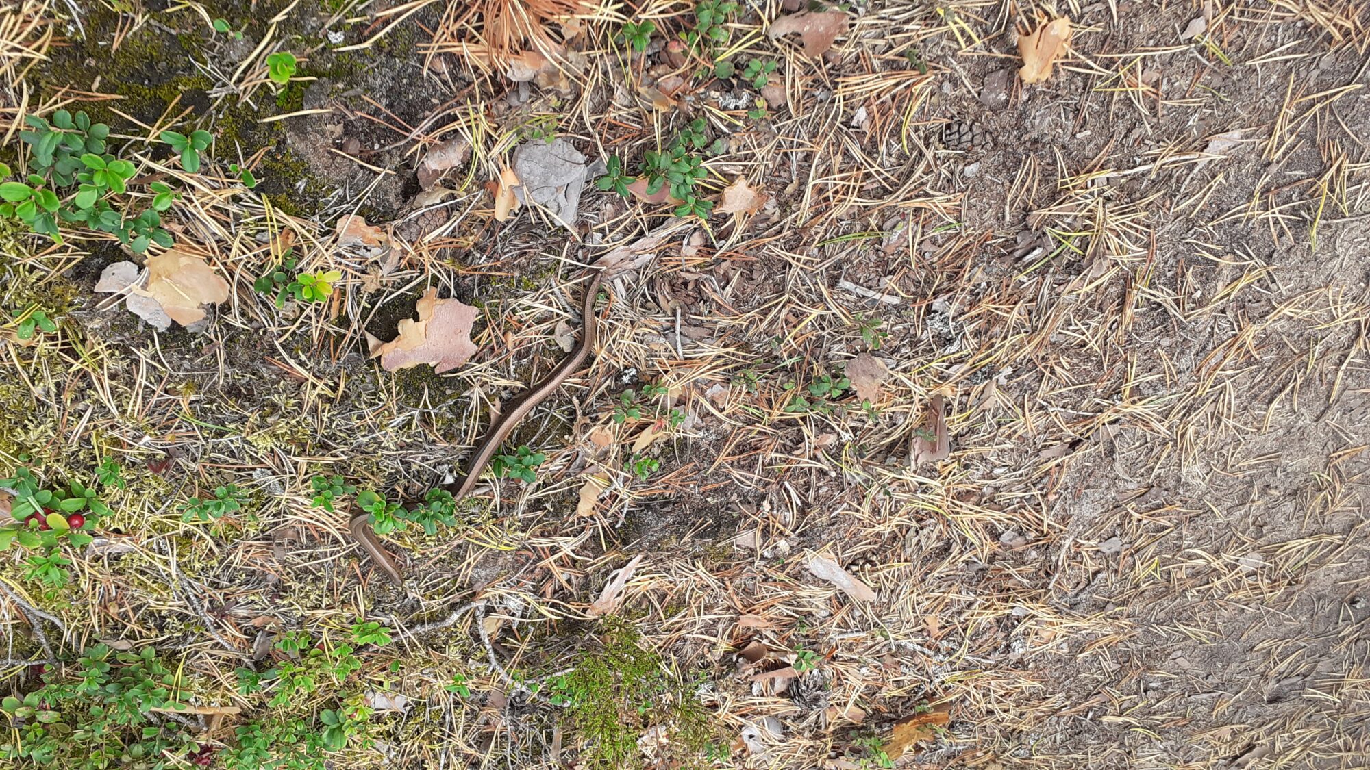 Valokuvaaja: Maarit Pietiläinen