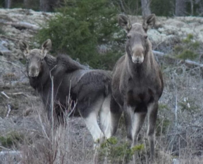 Valokuvaaja: Sonja Nokkala Valokuvaaja: Sonja Nokkala