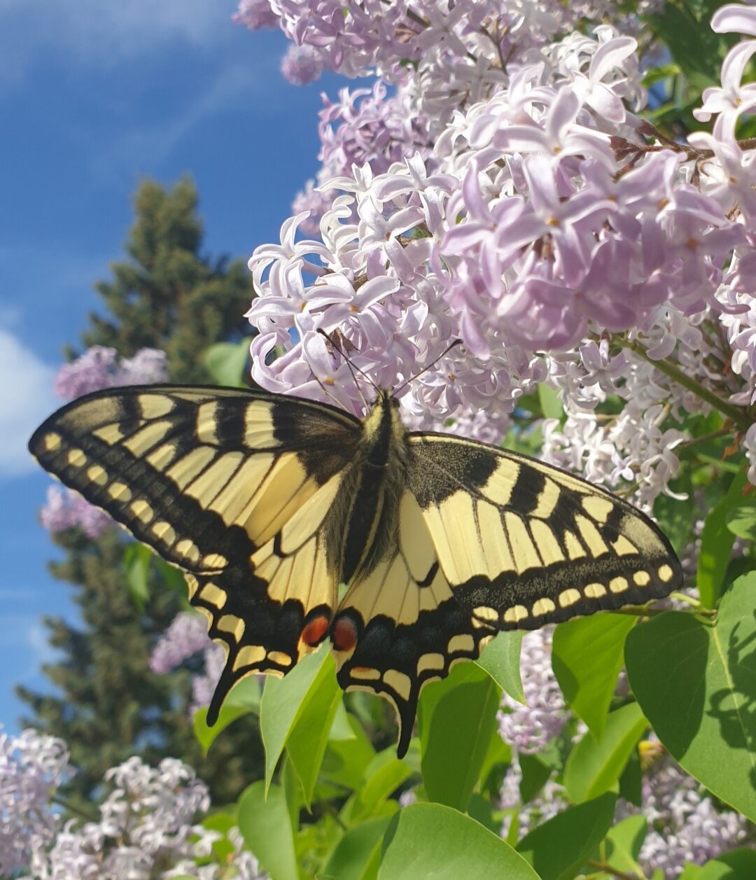 Valokuvaaja: Seija Kärnä-Rytkönen