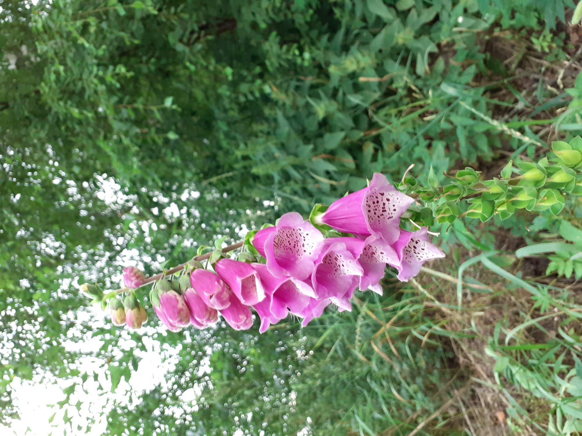 Valokuvaaja: Maarit Pietiläinen