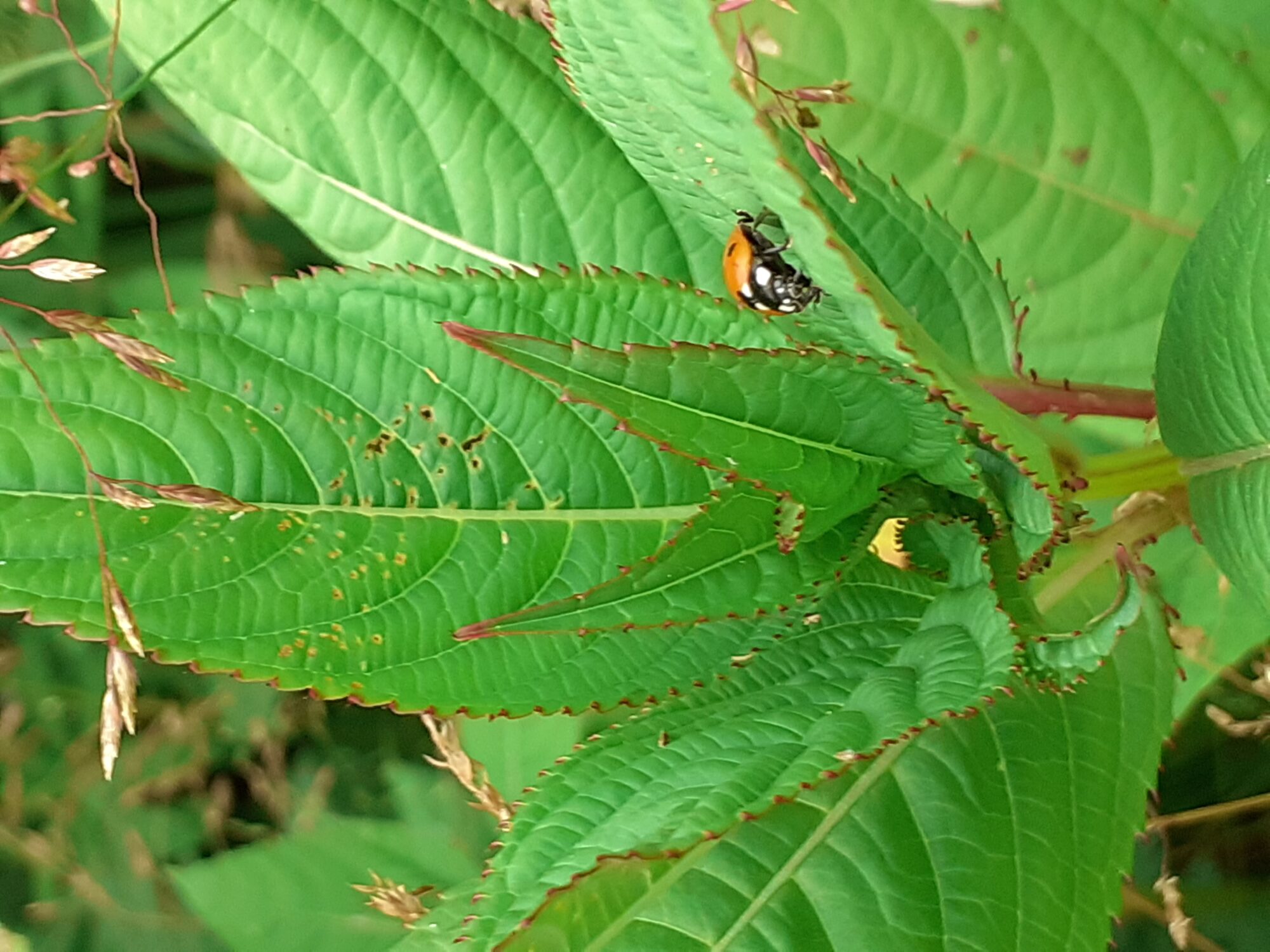 Valokuvaaja: Maarit Pietiläinen