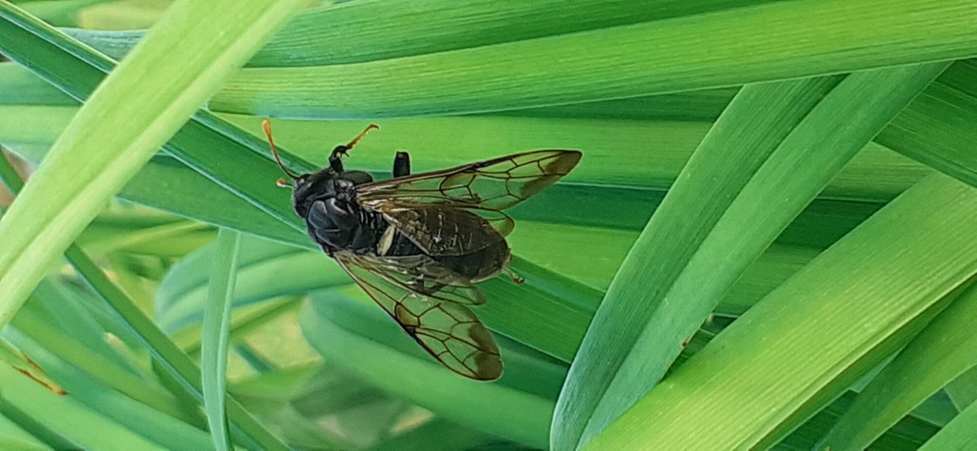 Valokuvaaja: Pauliina