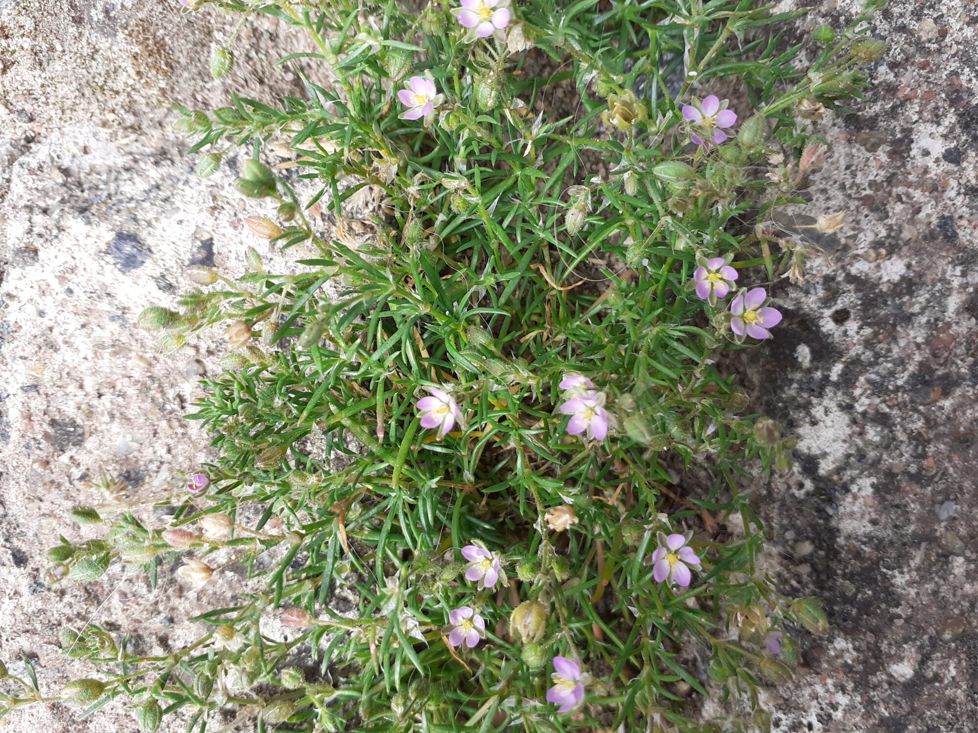 Valokuvaaja: Maarit Pietiläinen