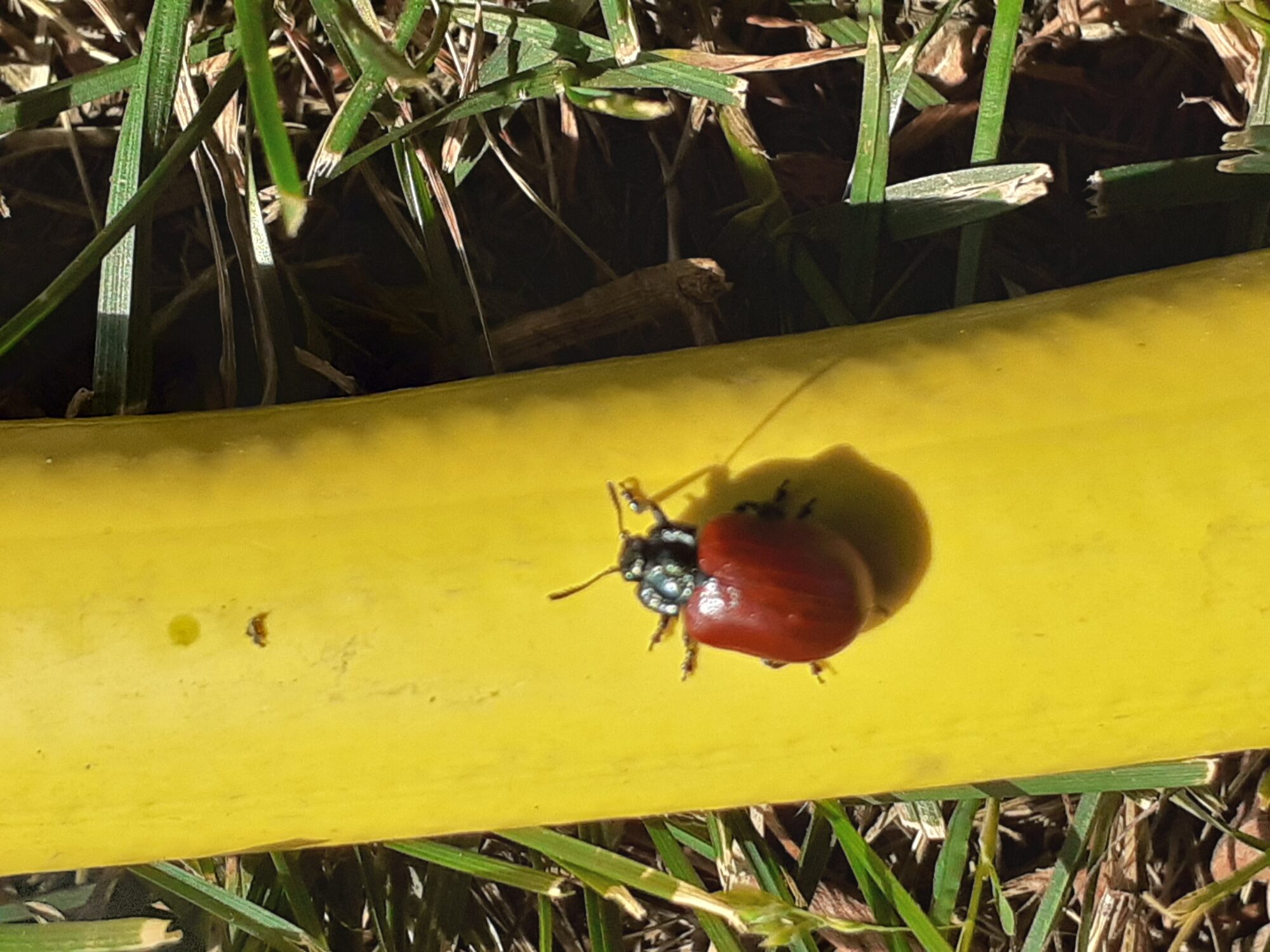 Valokuvaaja: Maarit Pietiläinen