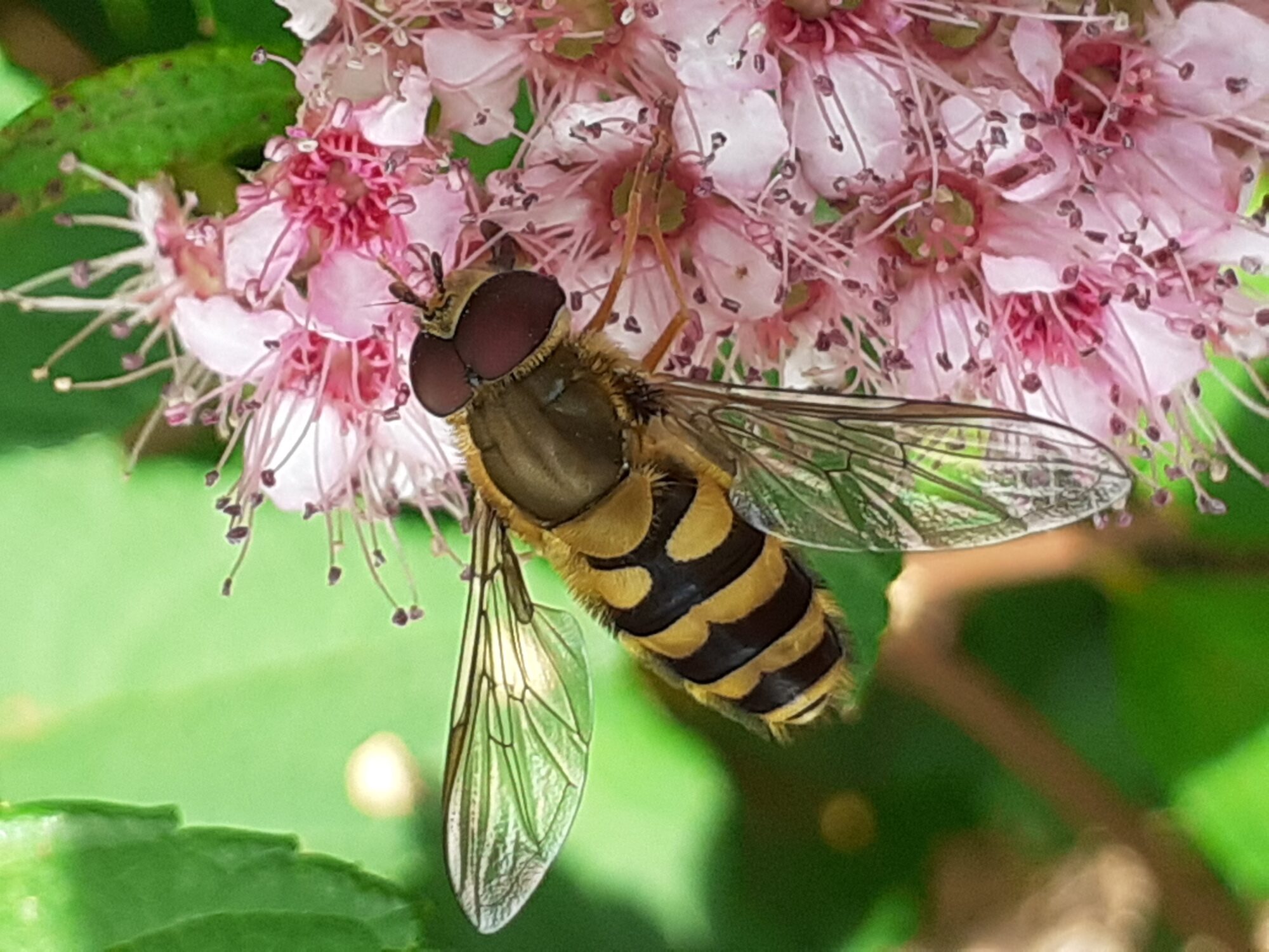 Valokuvaaja: Maarit Pietiläinen