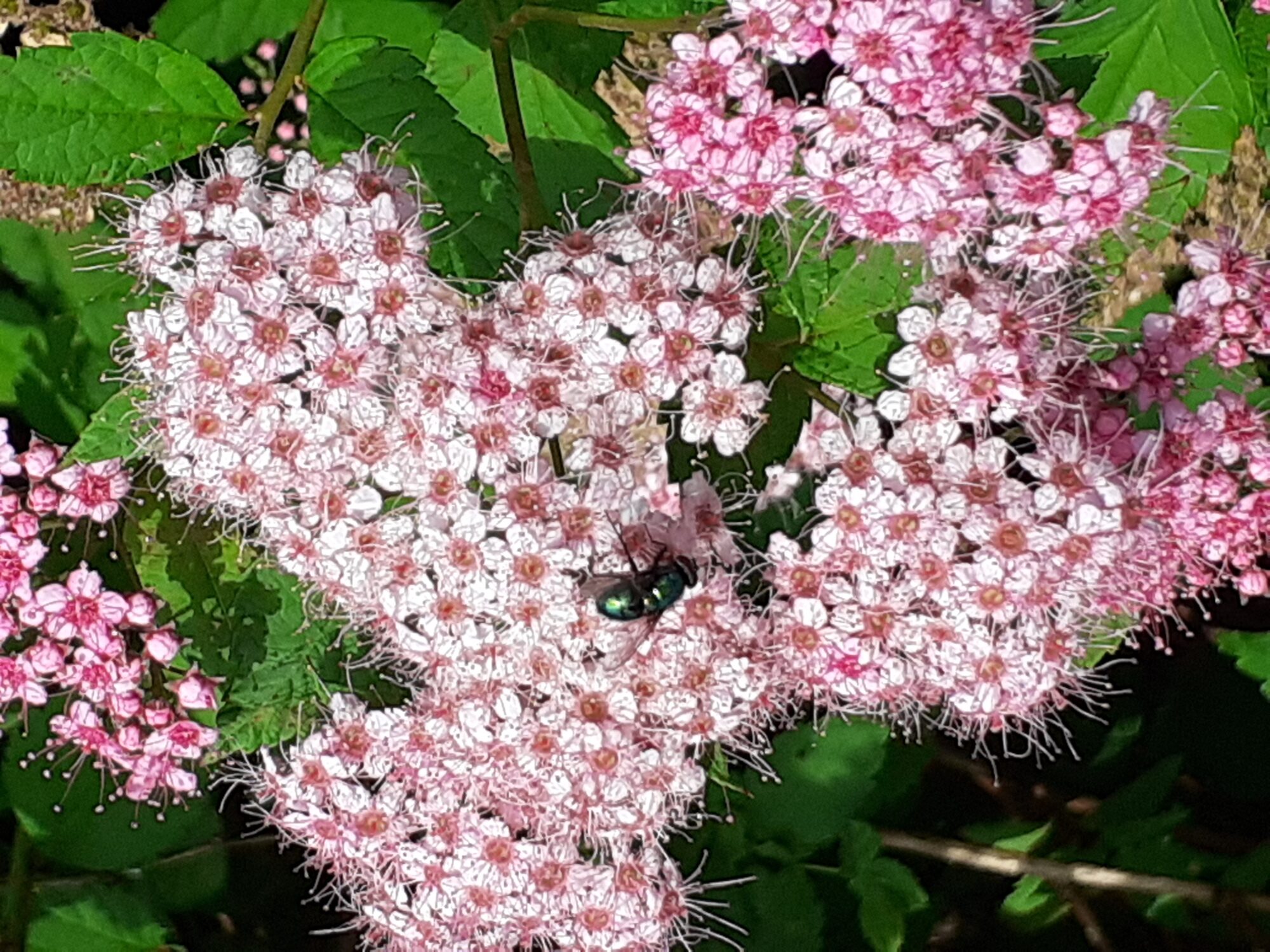 Valokuvaaja: Maarit Pietiläinen