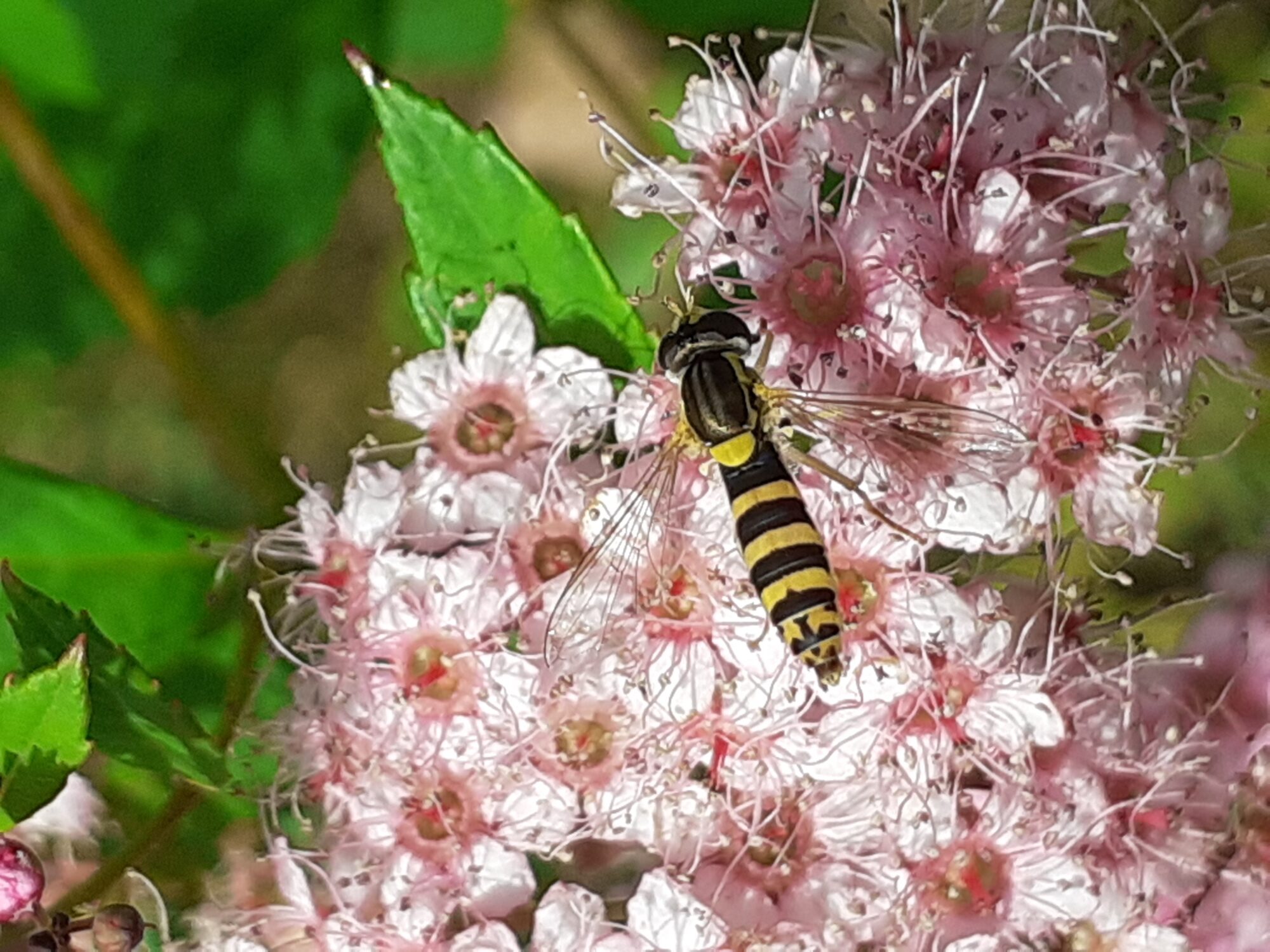 Valokuvaaja: Maarit Pietiläinen