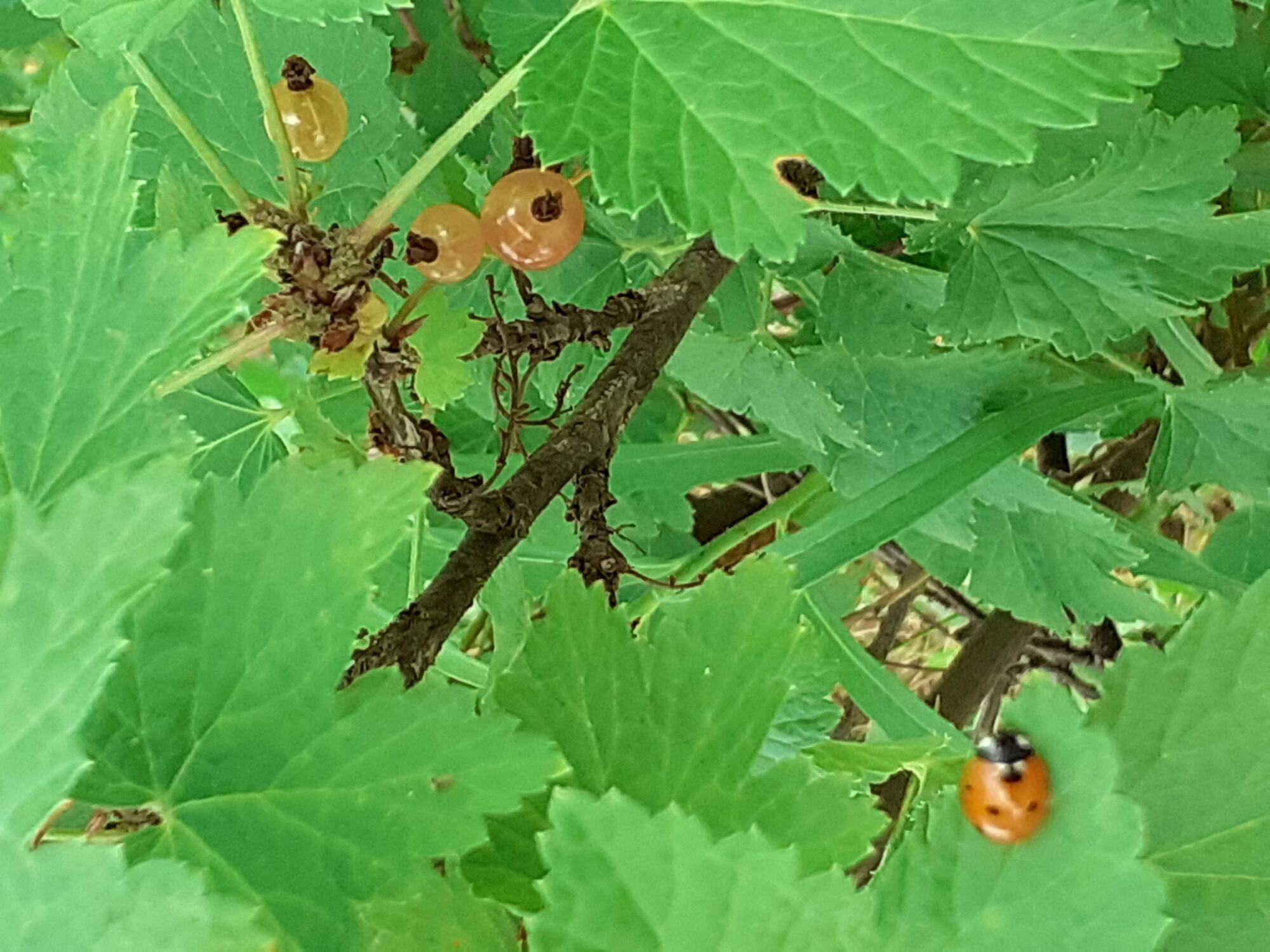 Valokuvaaja: Maarit Pietiläinen