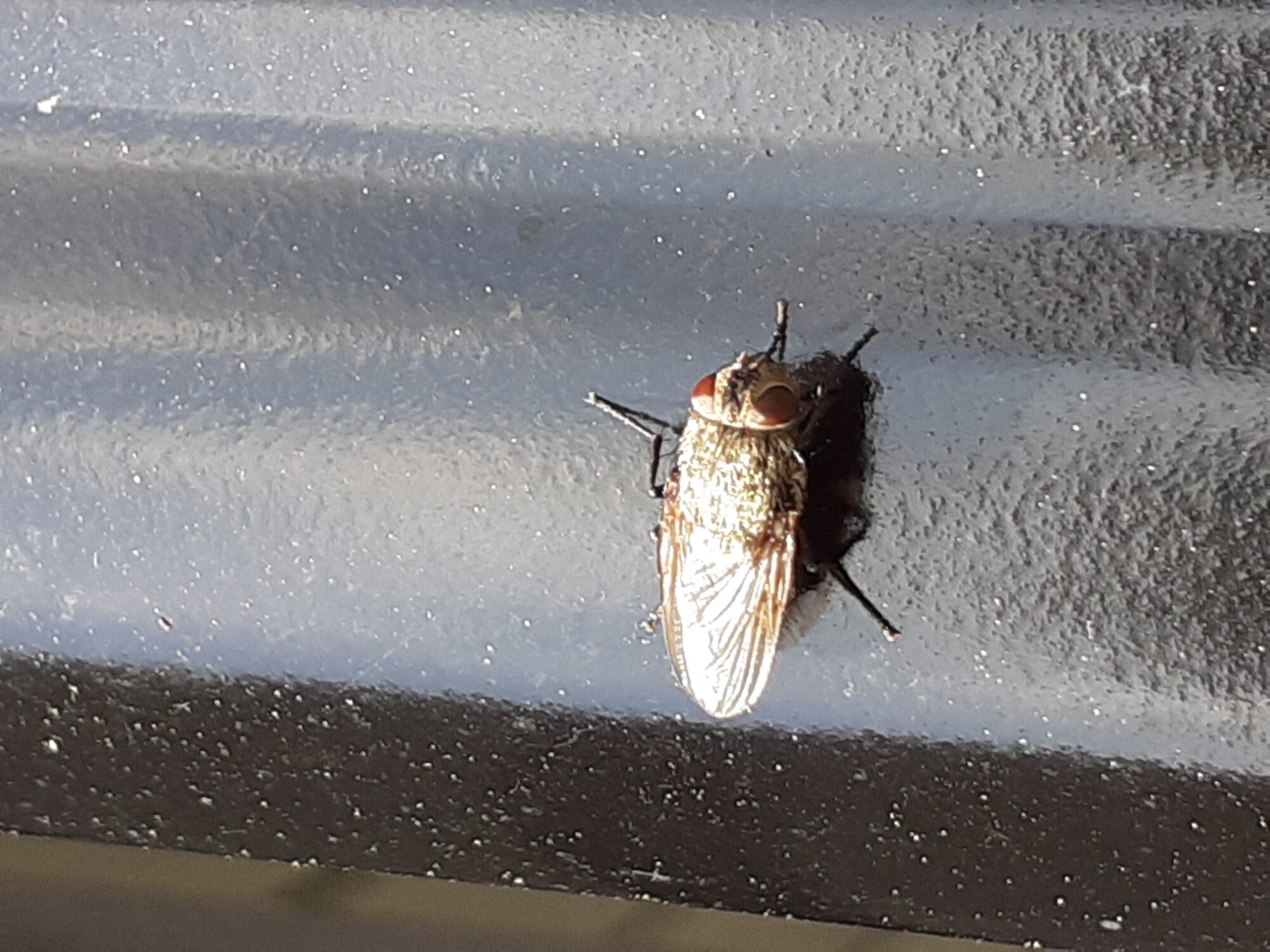 Valokuvaaja: Maarit Pietiläinen