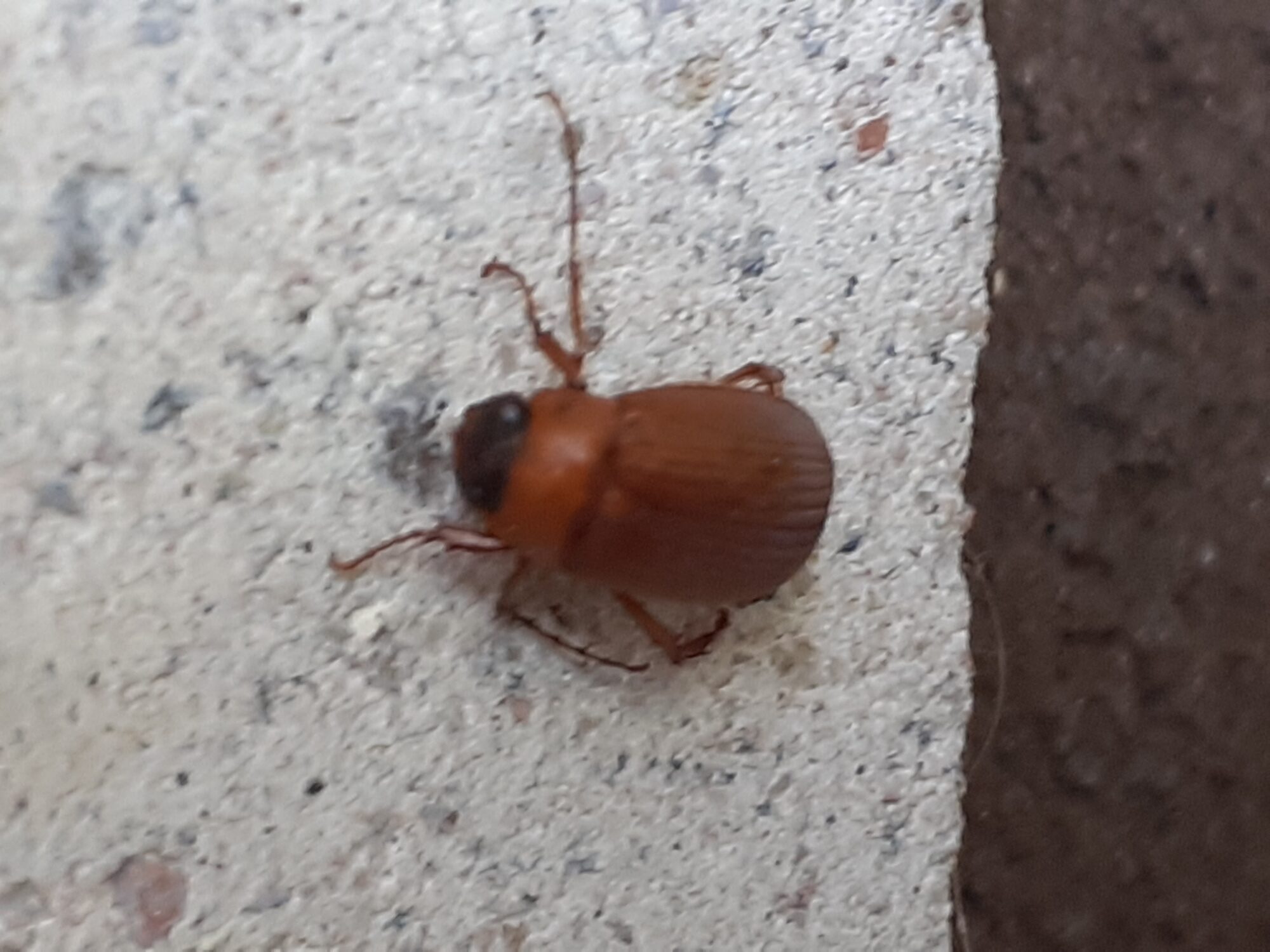 Valokuvaaja: Maarit Pietiläinen