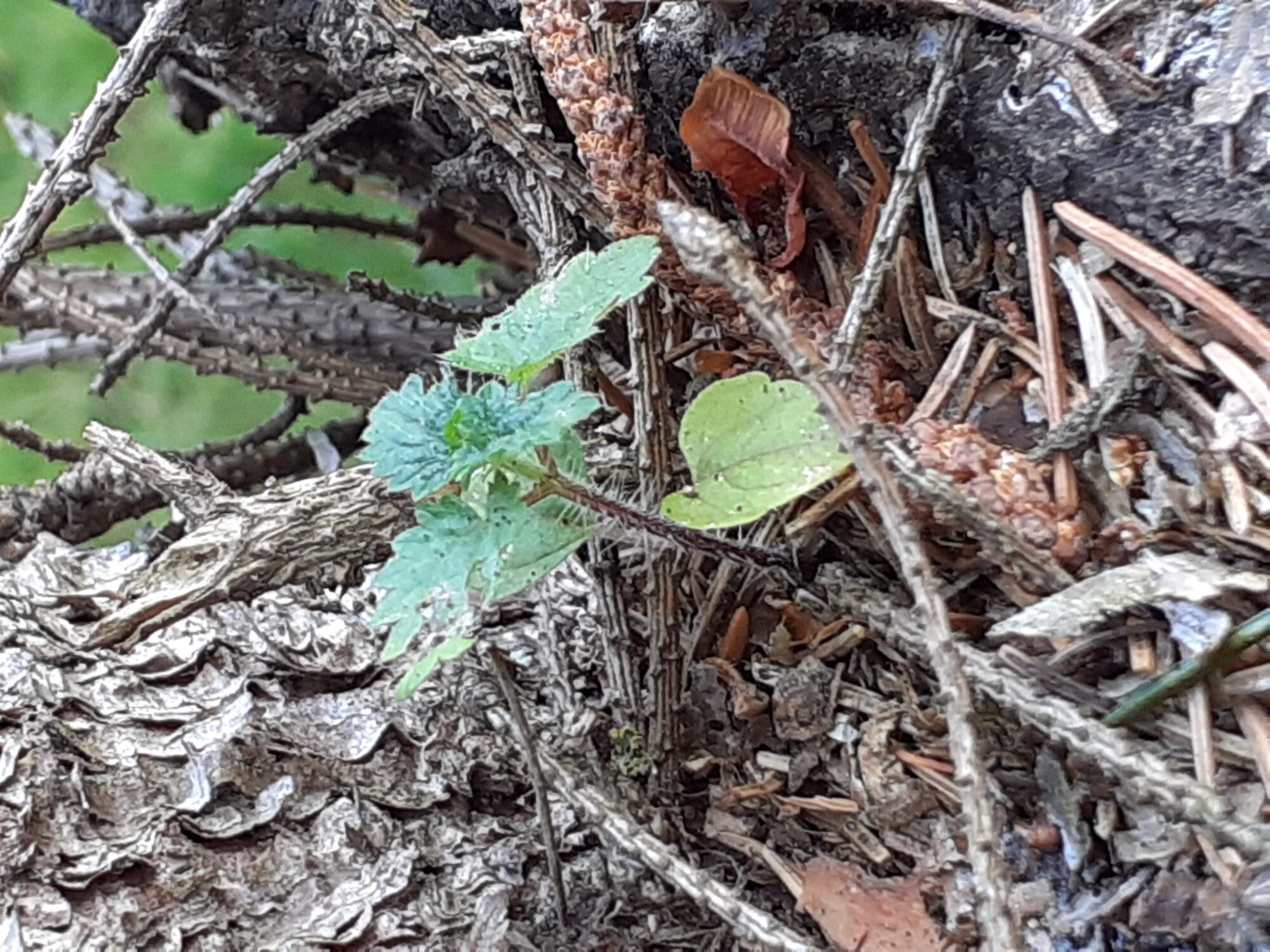Valokuvaaja: Maarit Pietiläinen