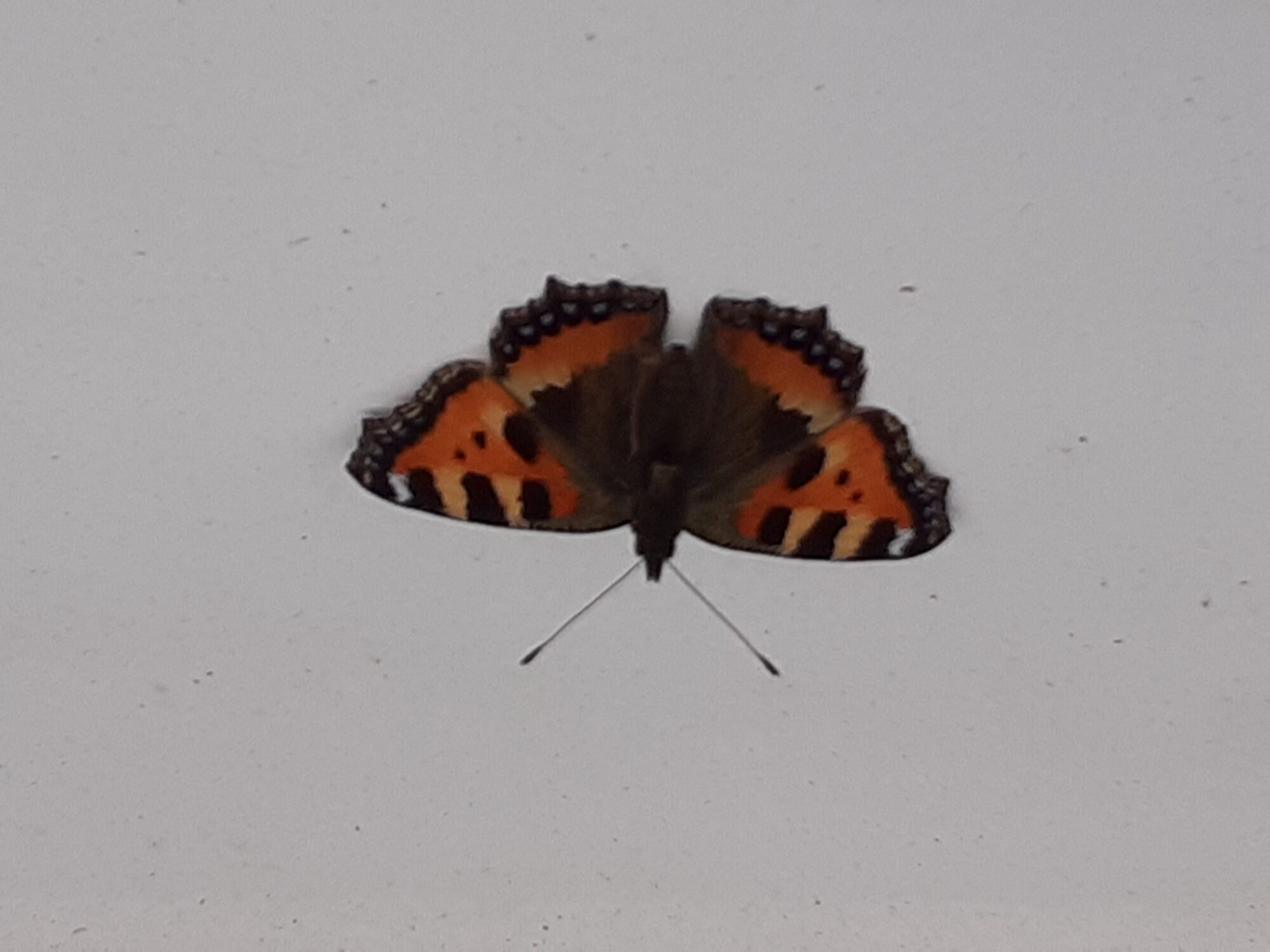 Valokuvaaja: Maarit Pietiläinen