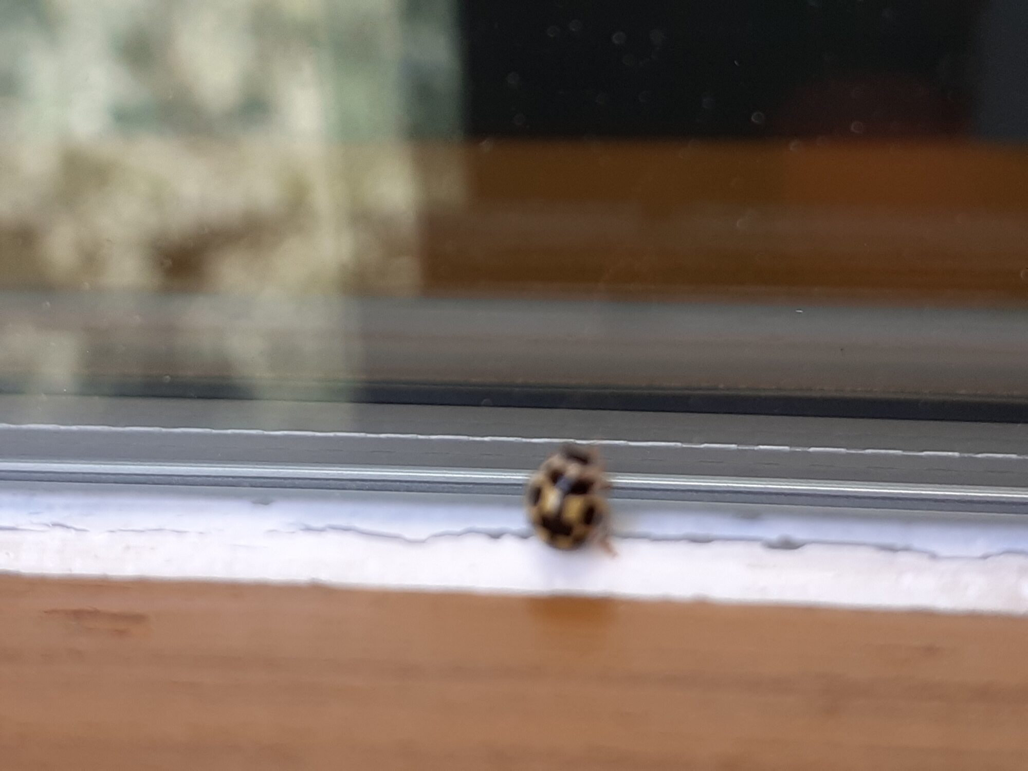 Valokuvaaja: Maarit Pietiläinen