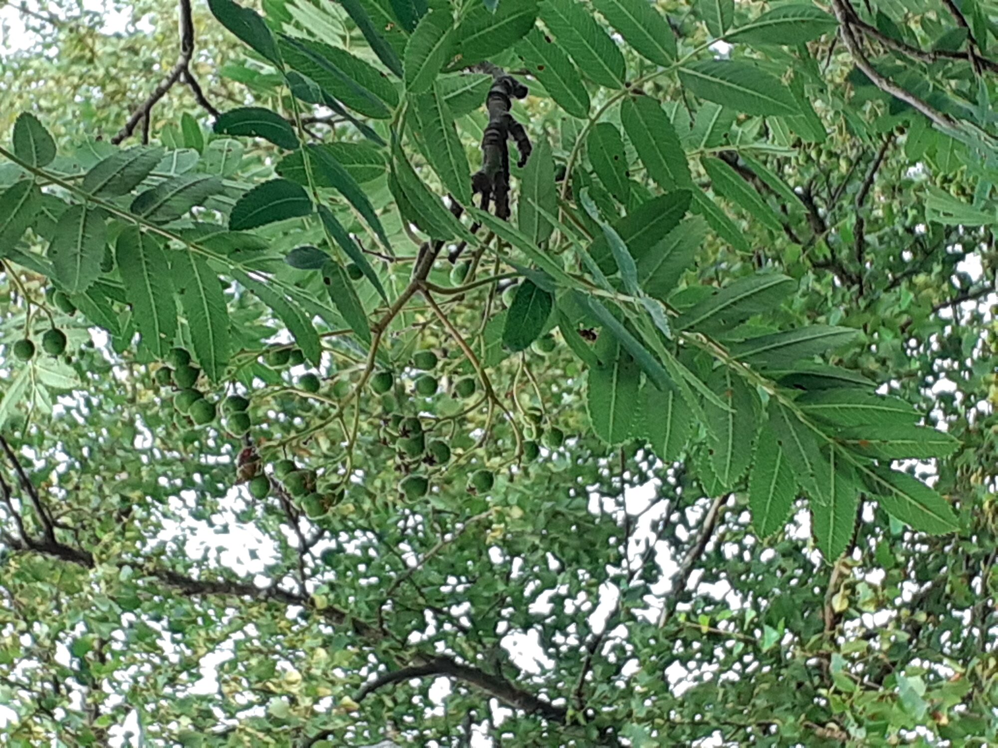 Valokuvaaja: Maarit Pietiläinen