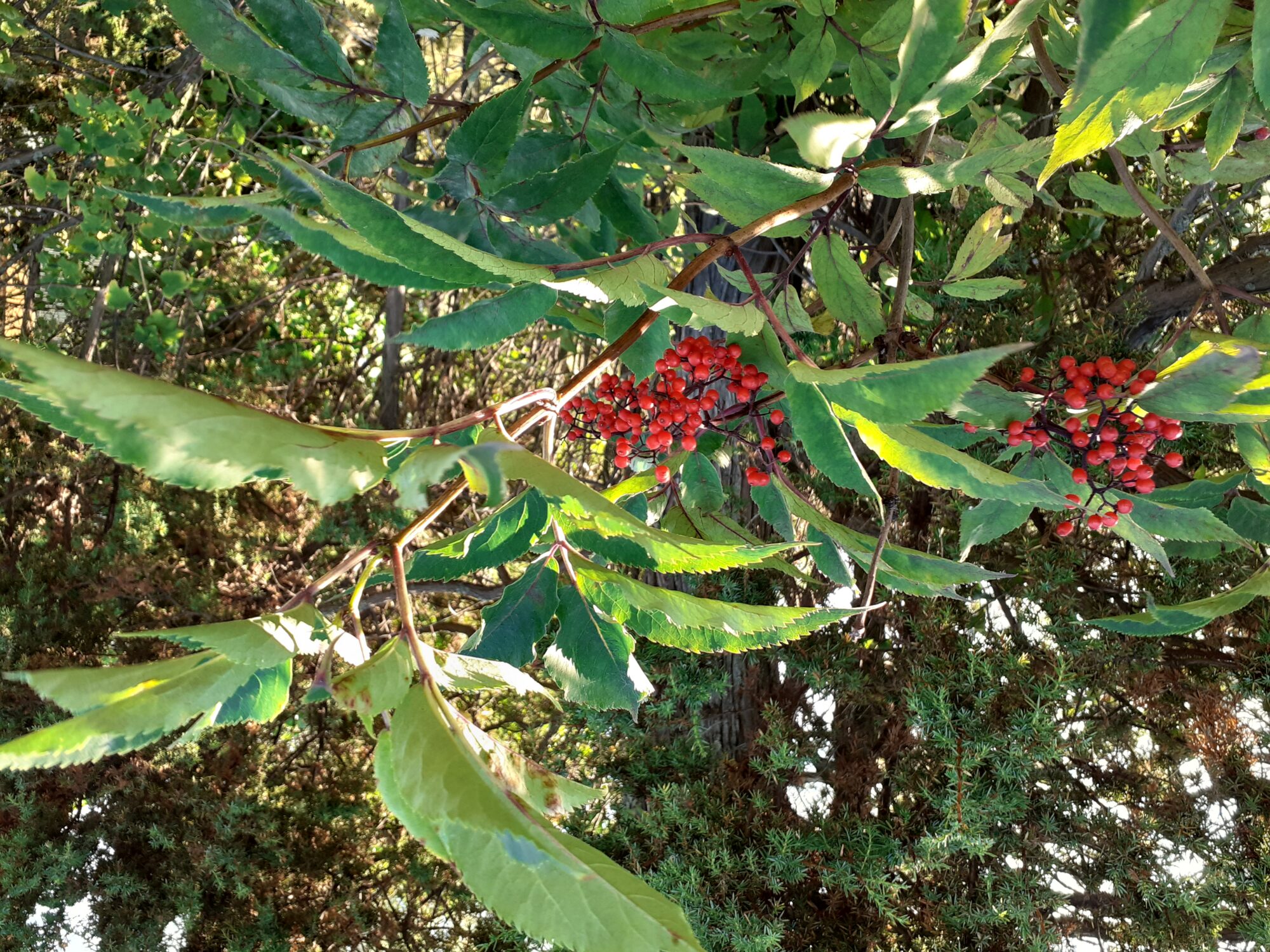 Valokuvaaja: Maarit Pietiläinen